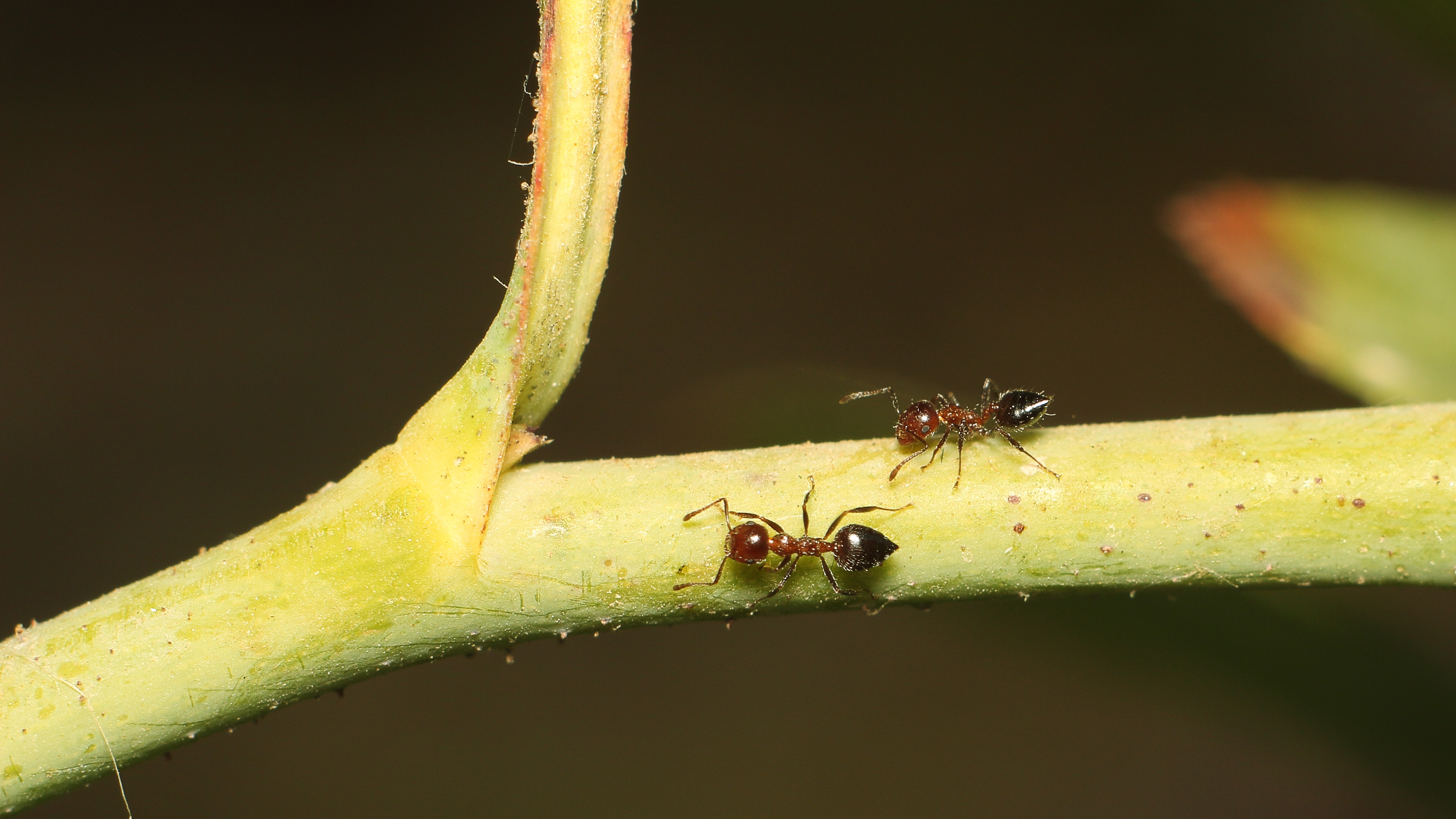 Ants on plant stem free image download