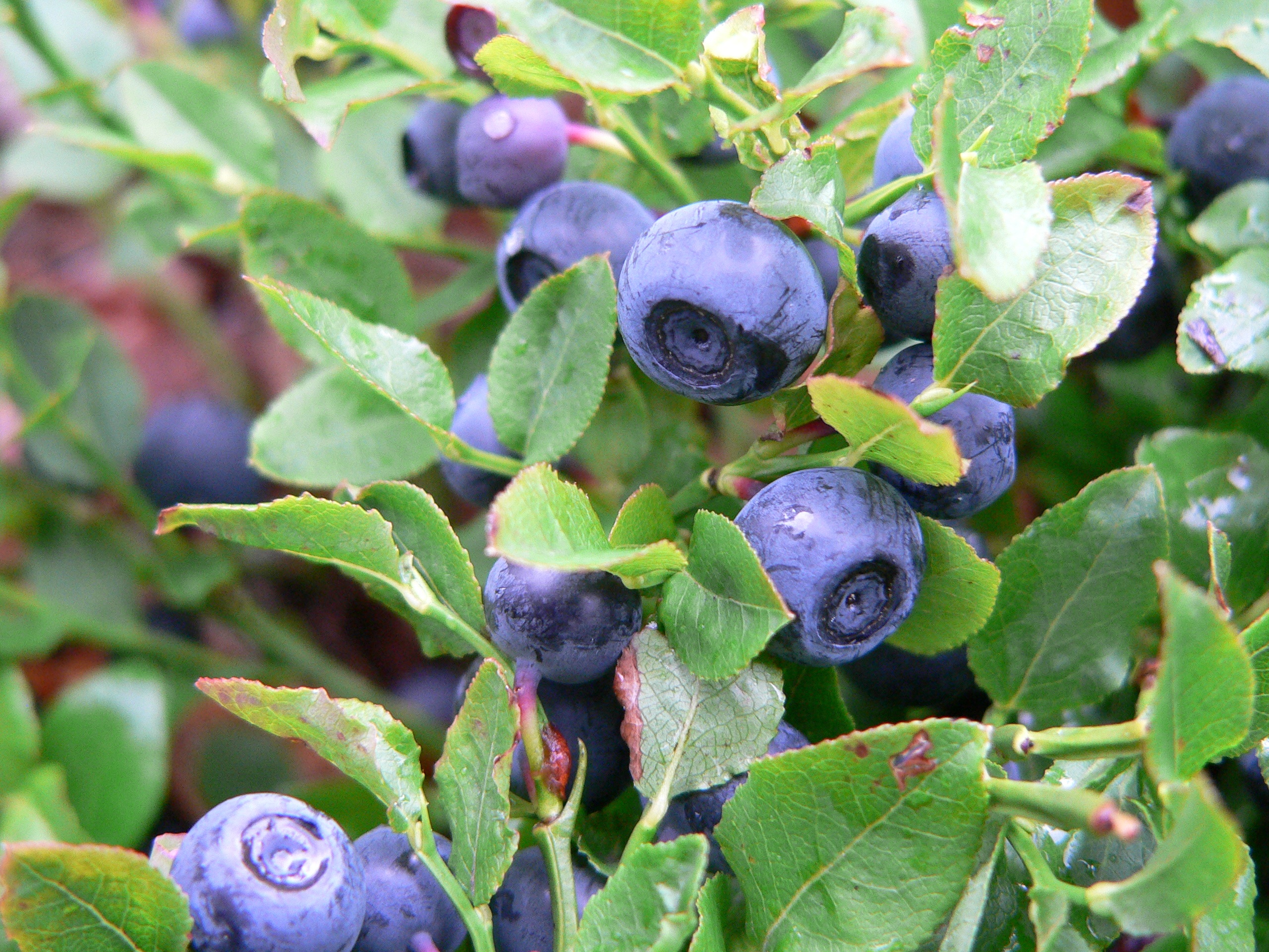 Blueberries Purple Berries free image download