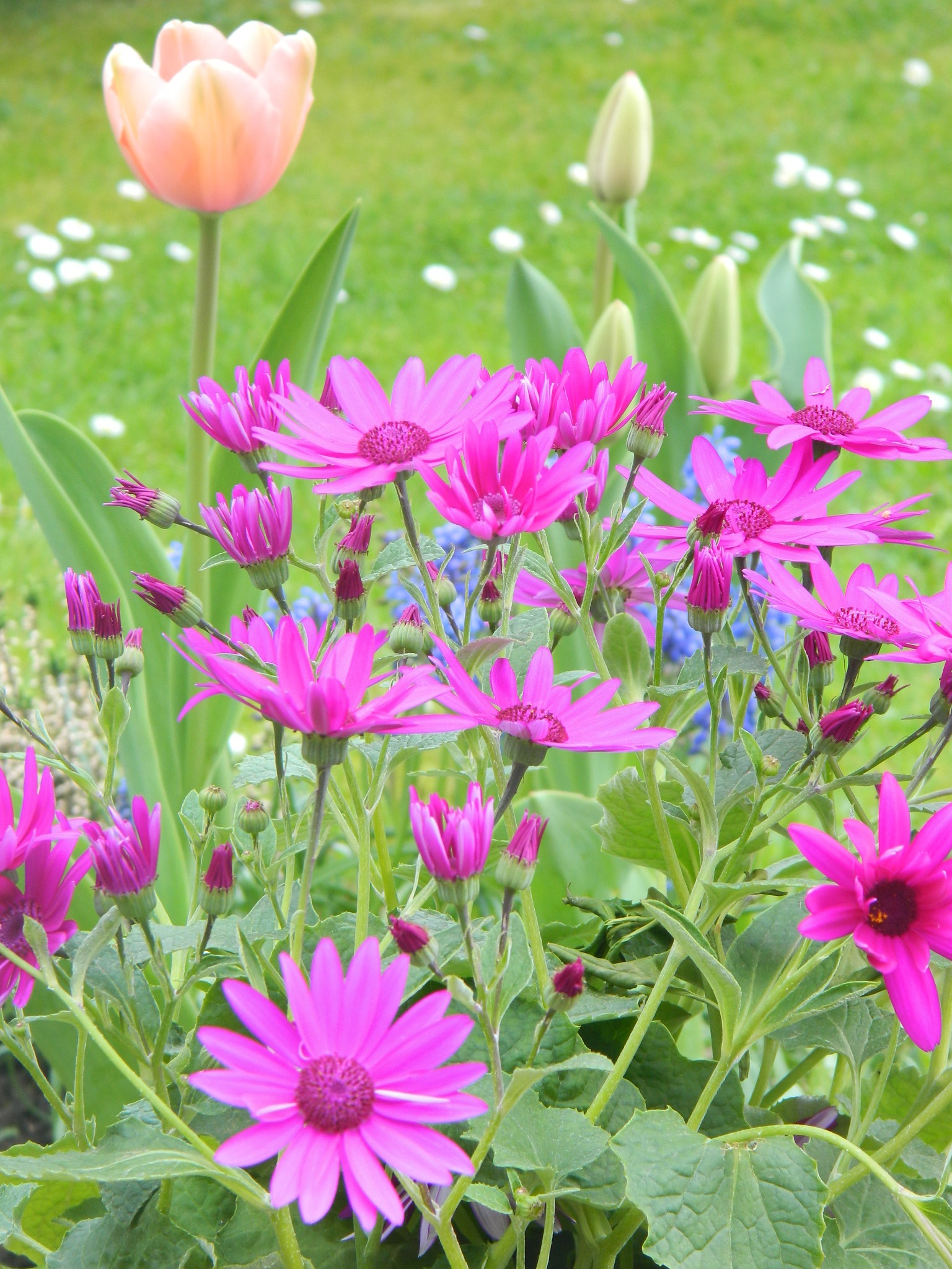 Flower Plant Nature free image download