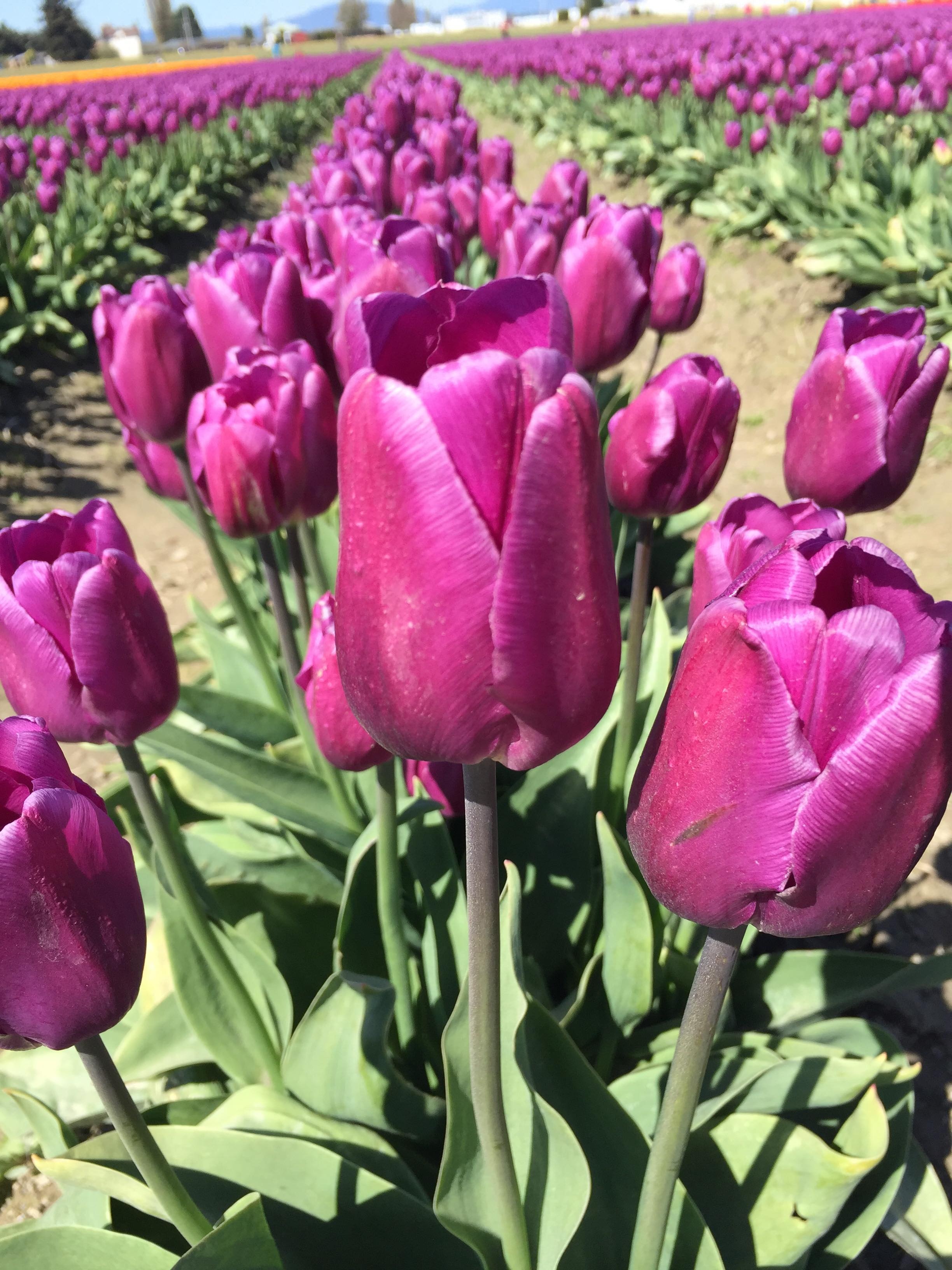 Tulip Biodiversity Flowers free image download