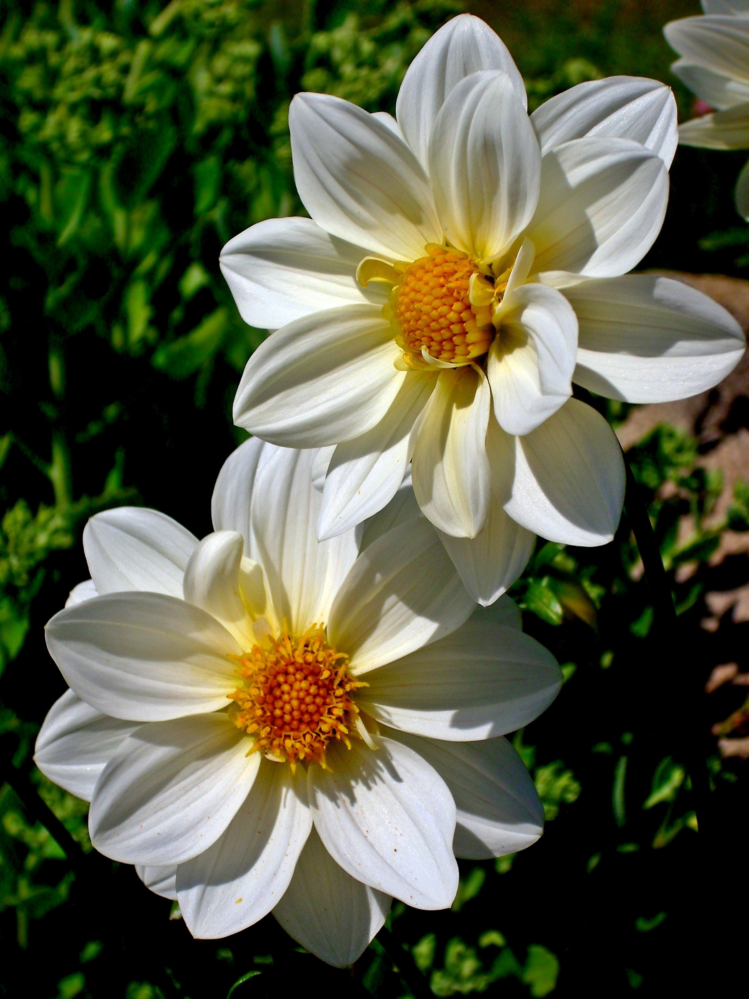 Nature Flower Plant free image download