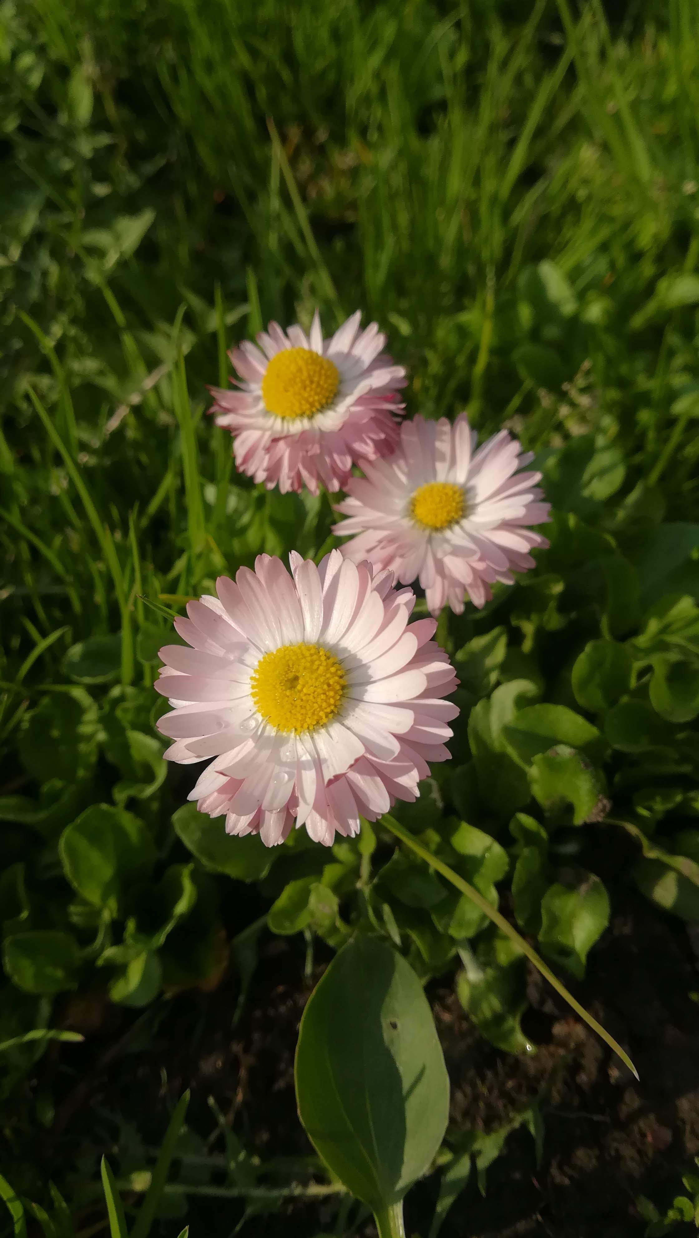 Spring Flowers Plant free image download