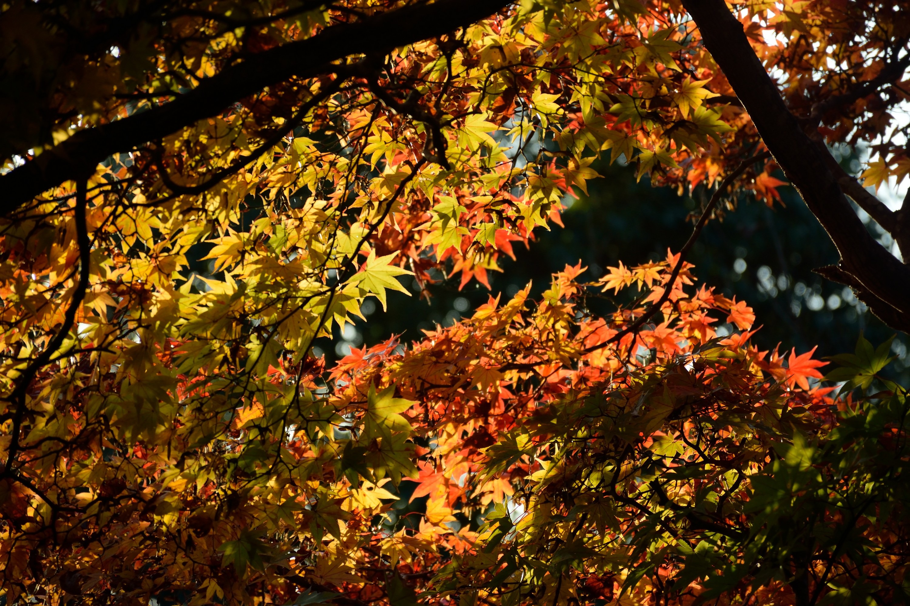 Autumn Tree Japan free image download