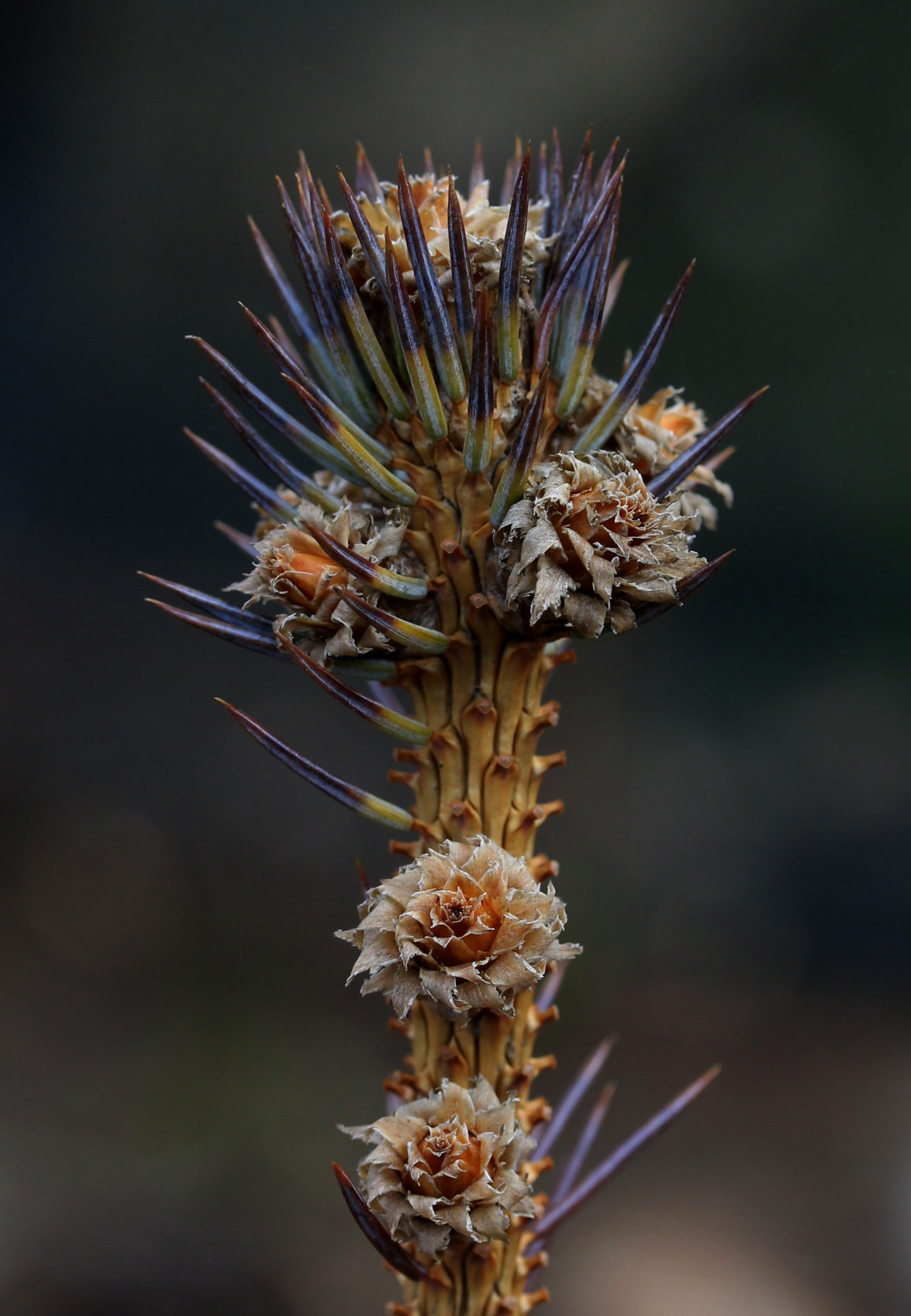 Brad Flower free image download