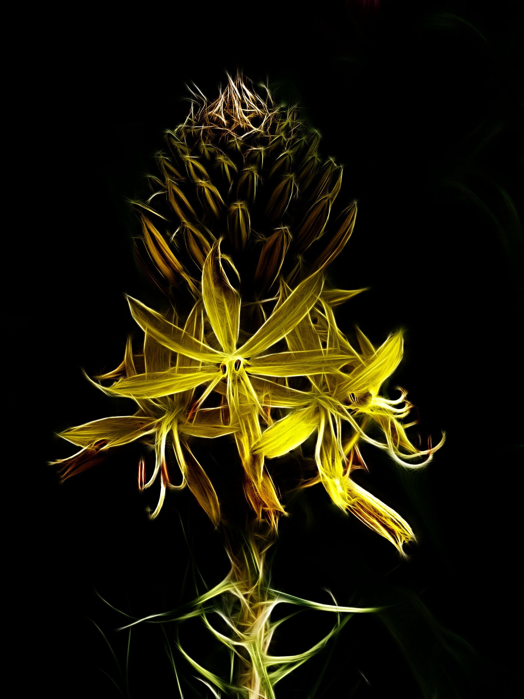Fractalius junker lily yellow flower free image download