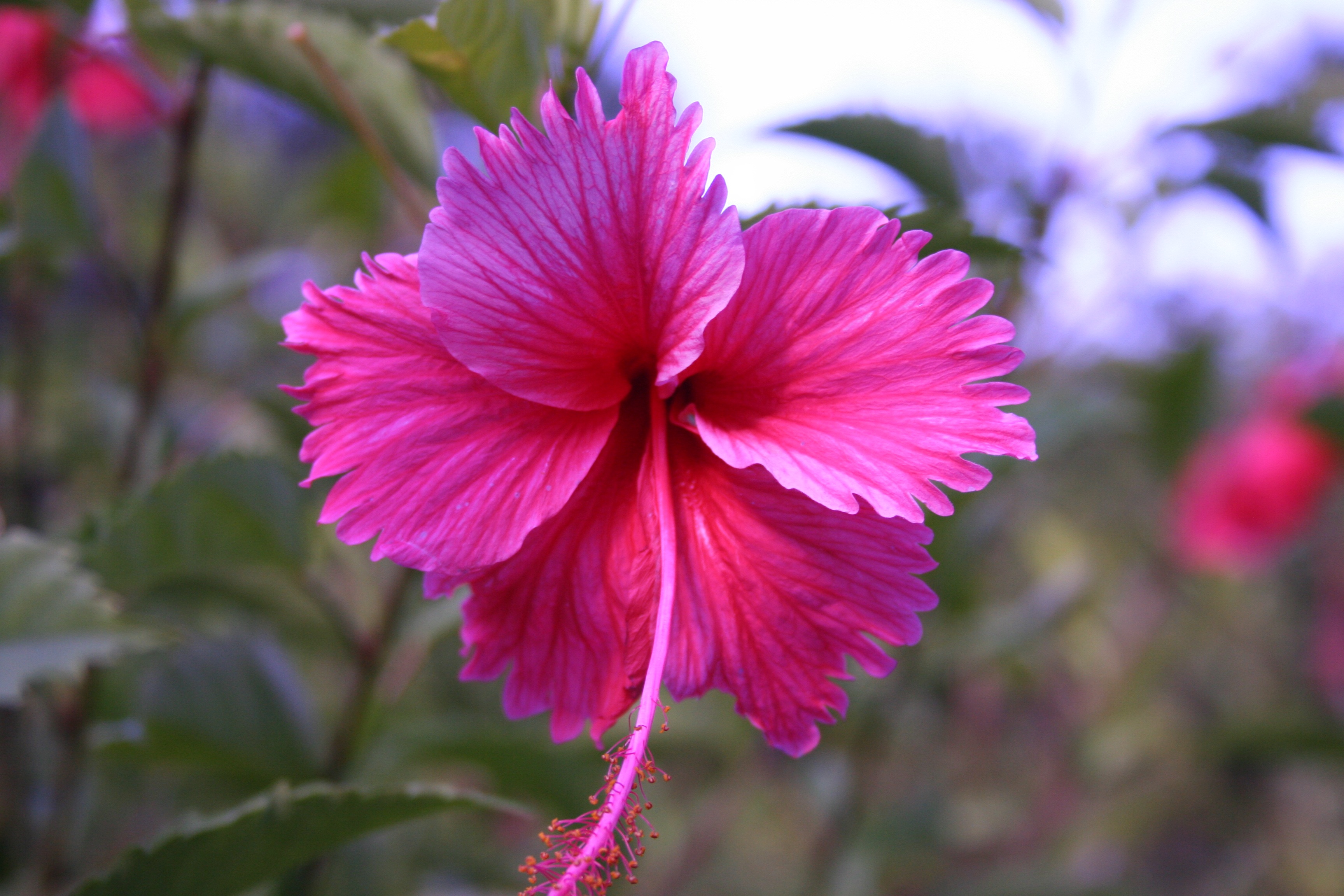 Nature Flower Plant free image download