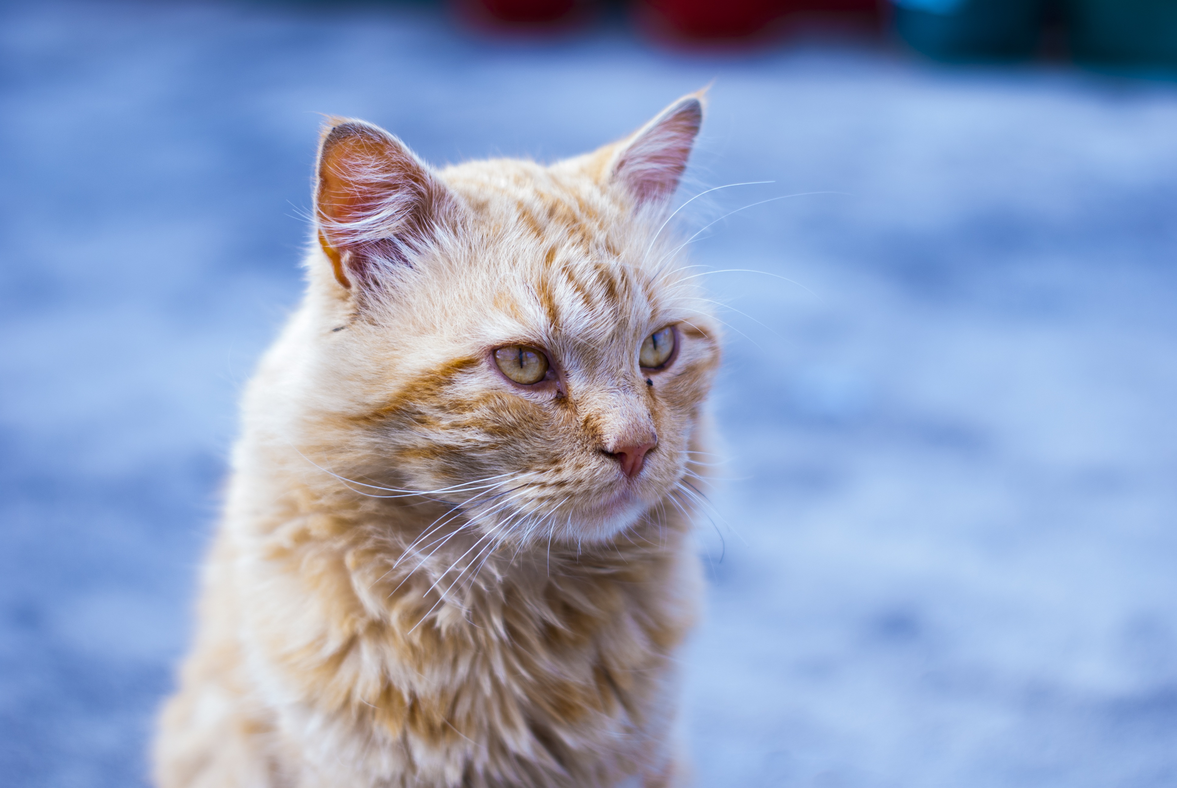 Cute Cat Long Hair Pet free image download