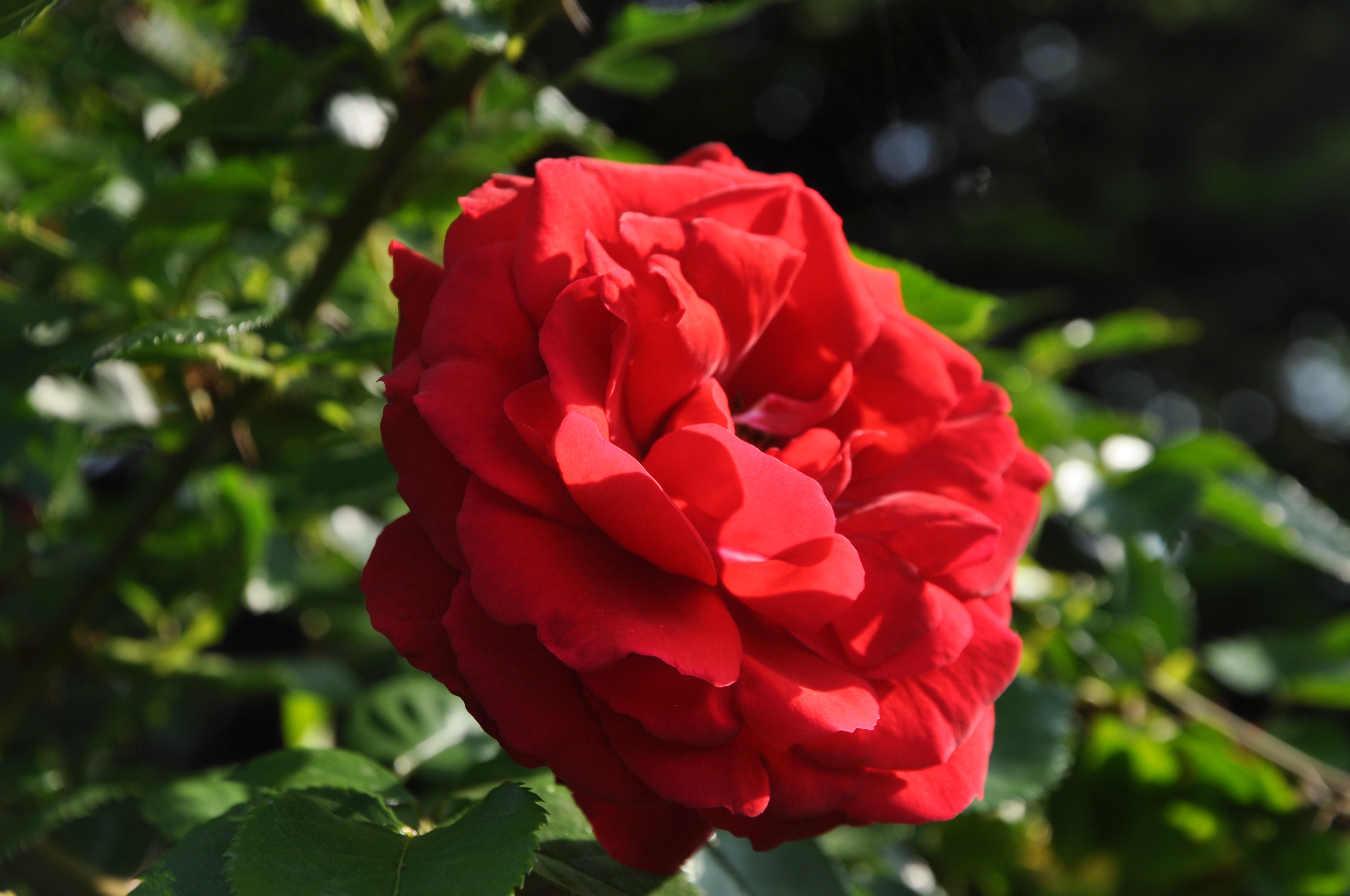 Rose Flower Garden free image download