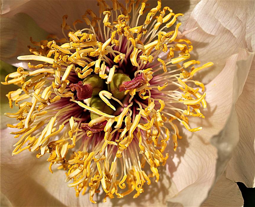 Closed flower bouquet free image download