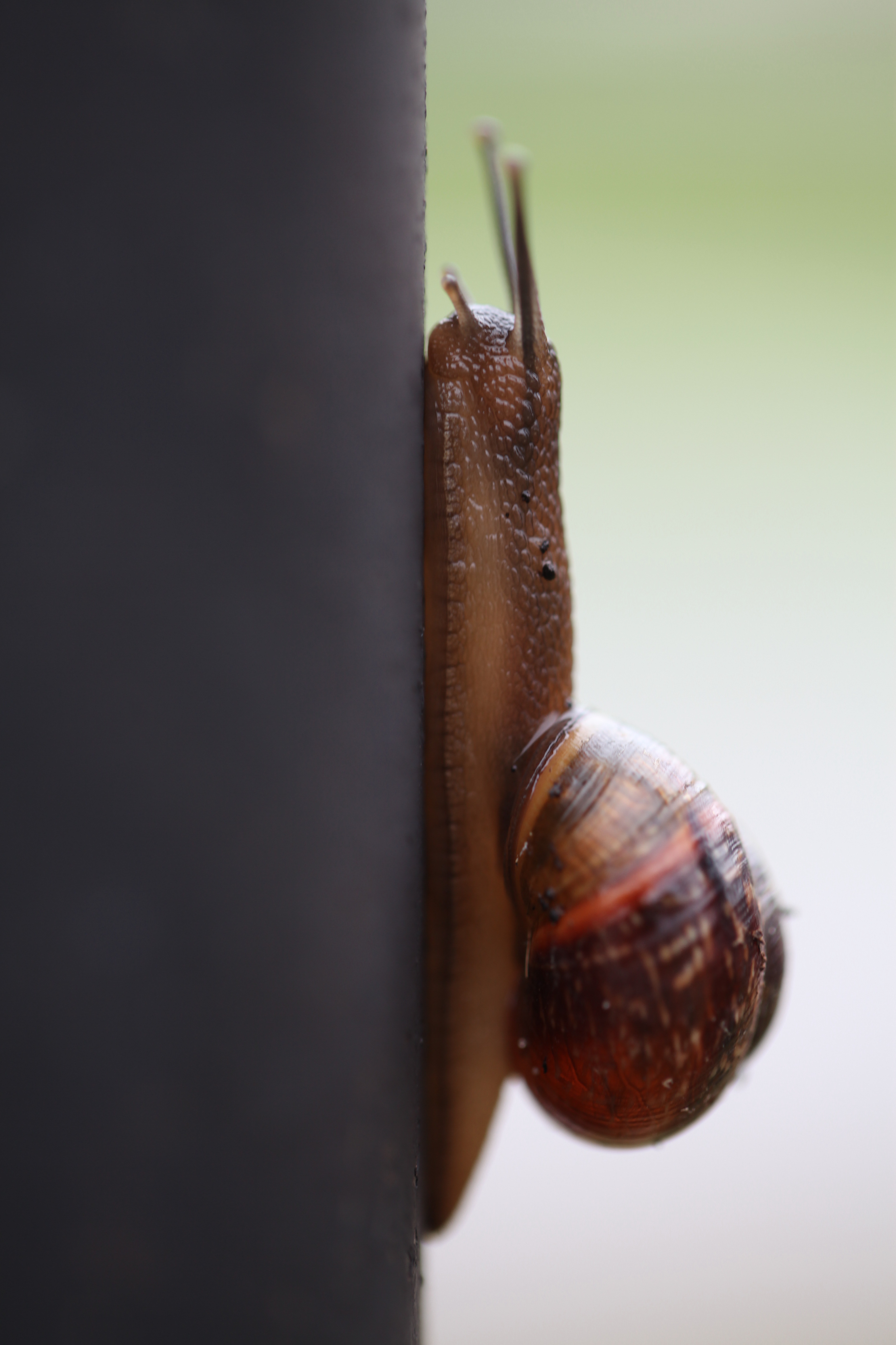 Snail Whelks Clam free image download