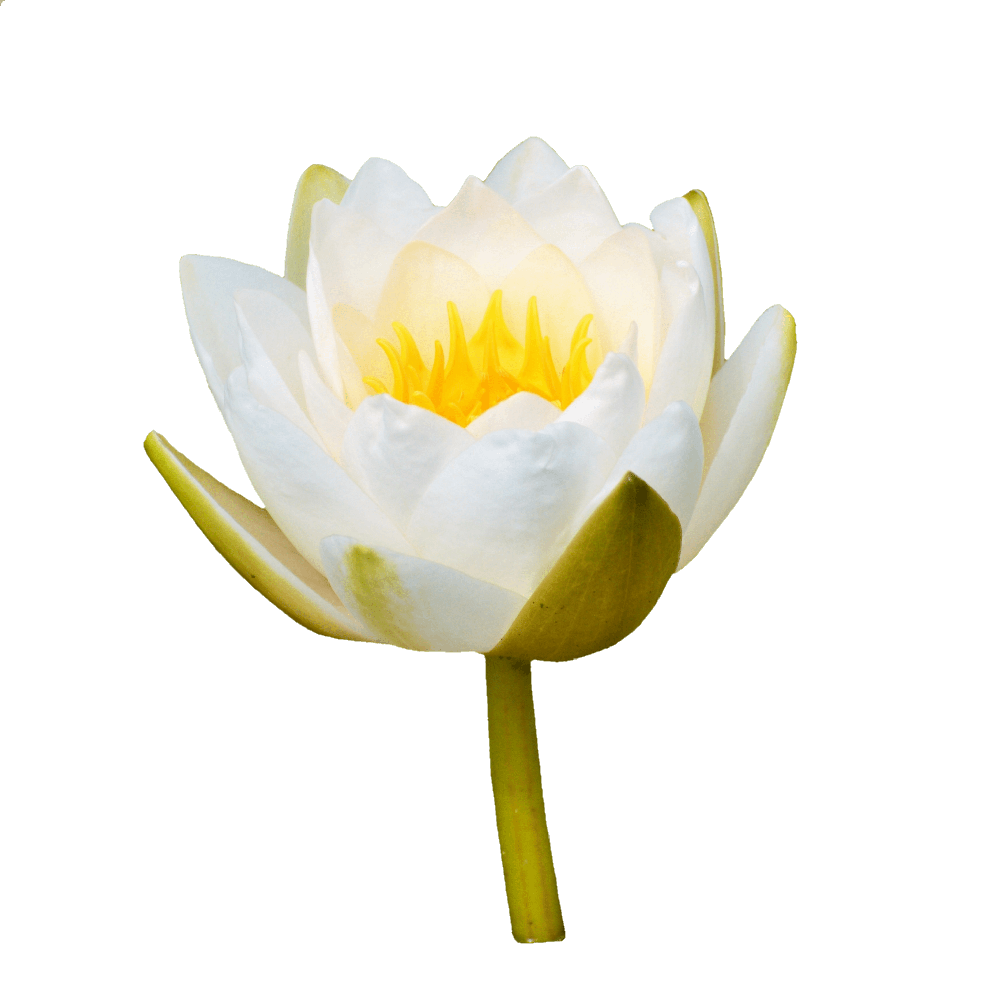 Water lily rose flower water rose free image download