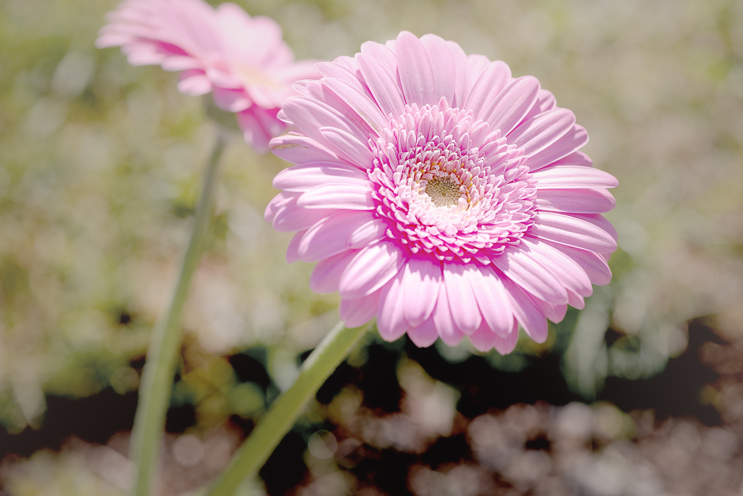 Marguerite Pink Daisies free image download