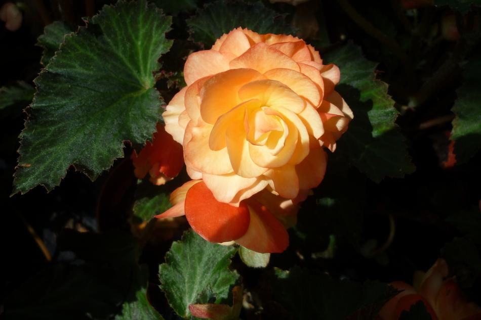 Flower Ornamental Plant Pink free image download