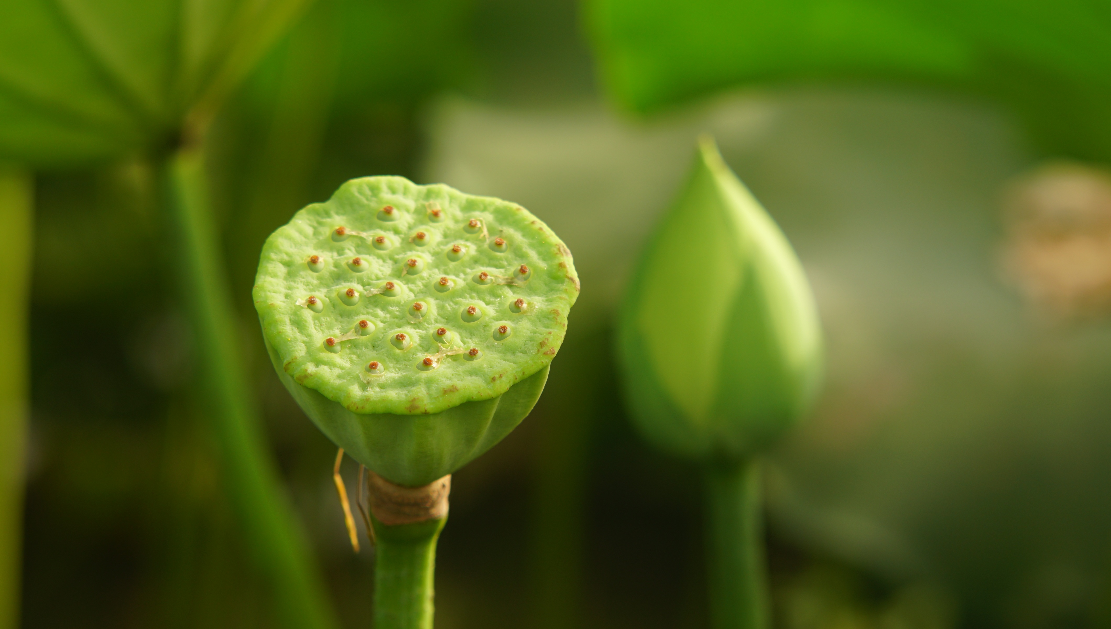 Lotus Flower Green free image download