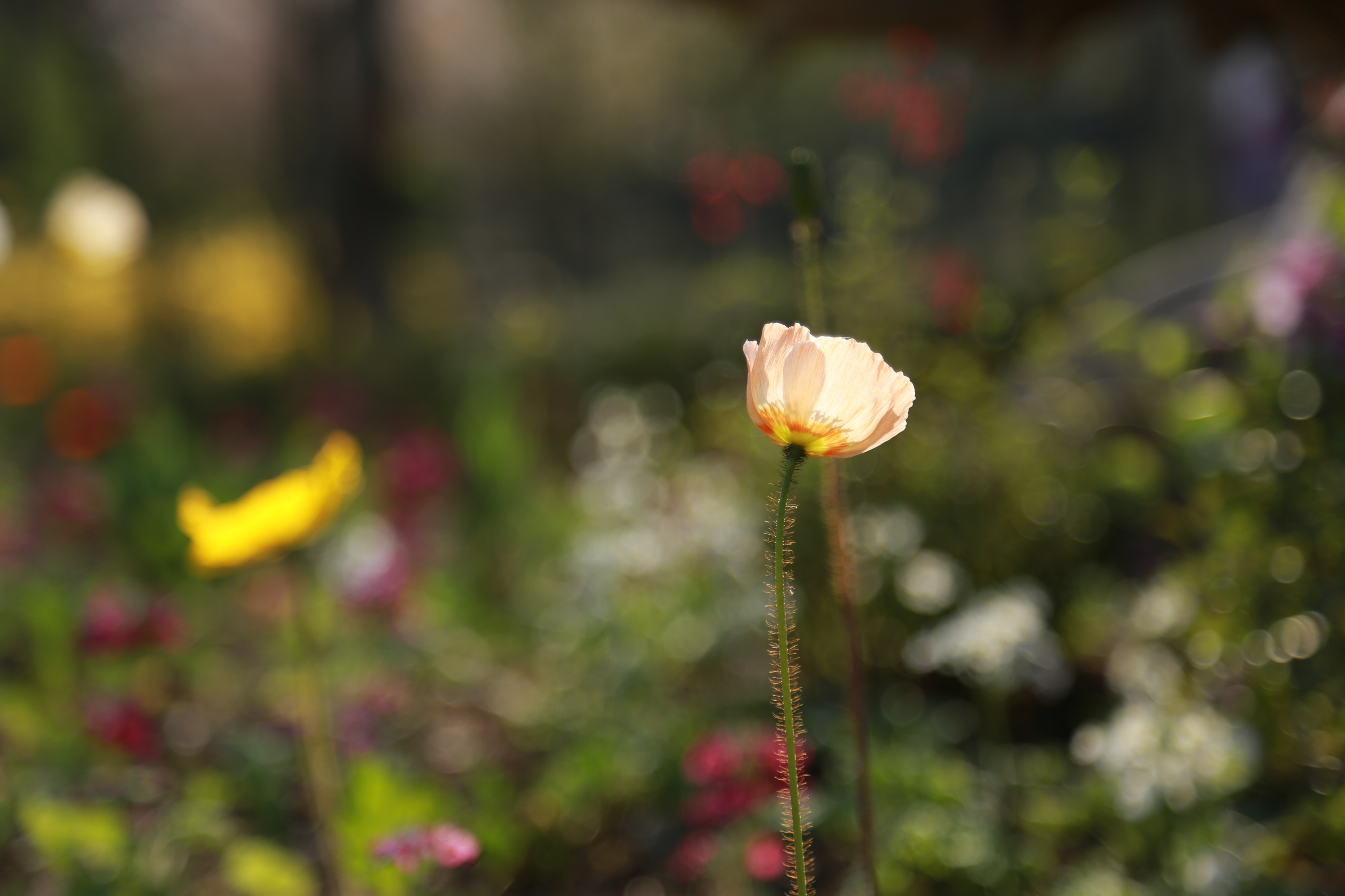 Noel Online Gift Shop Plants free image download