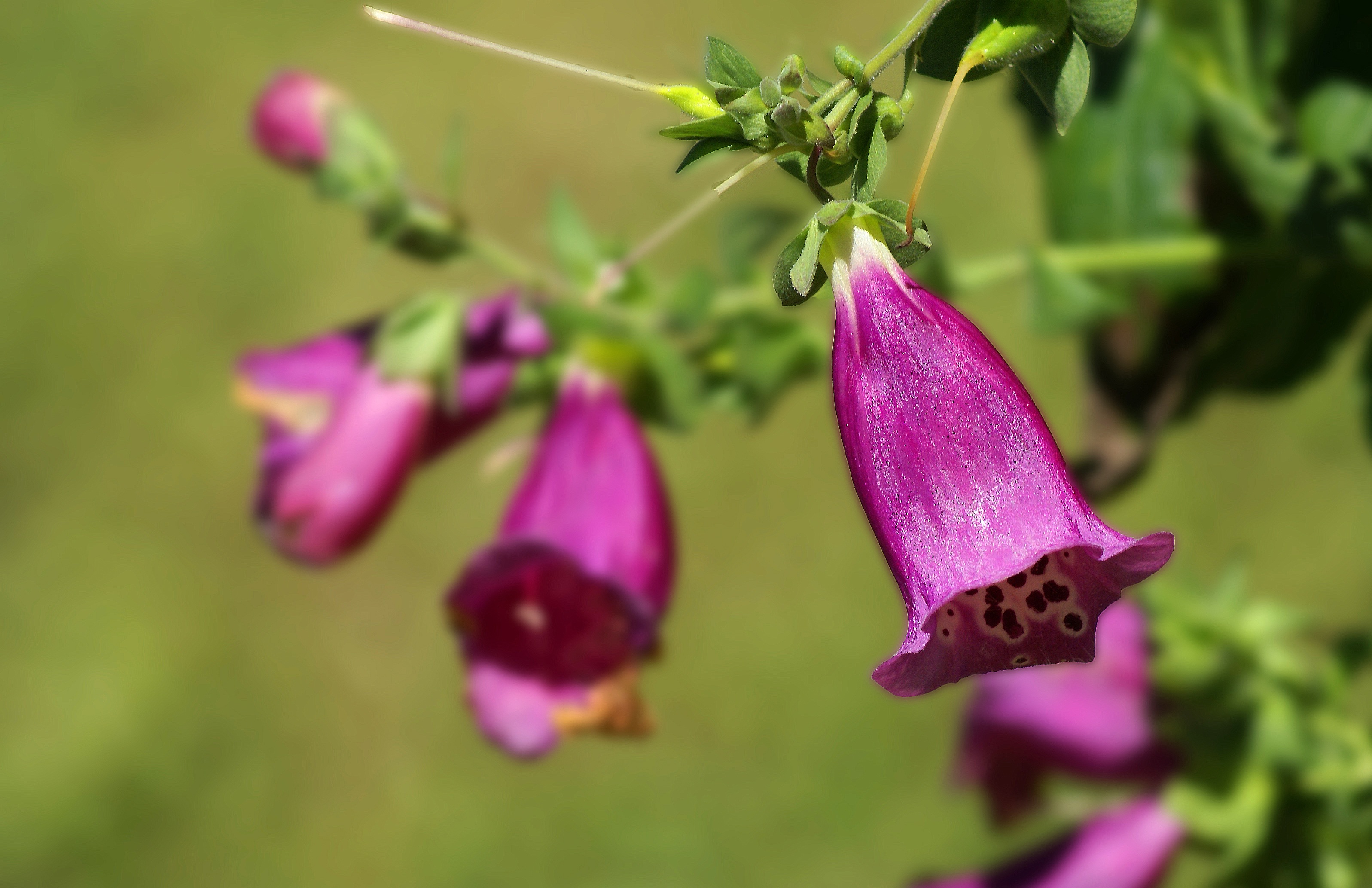 Flower Purple Ringtone free image download