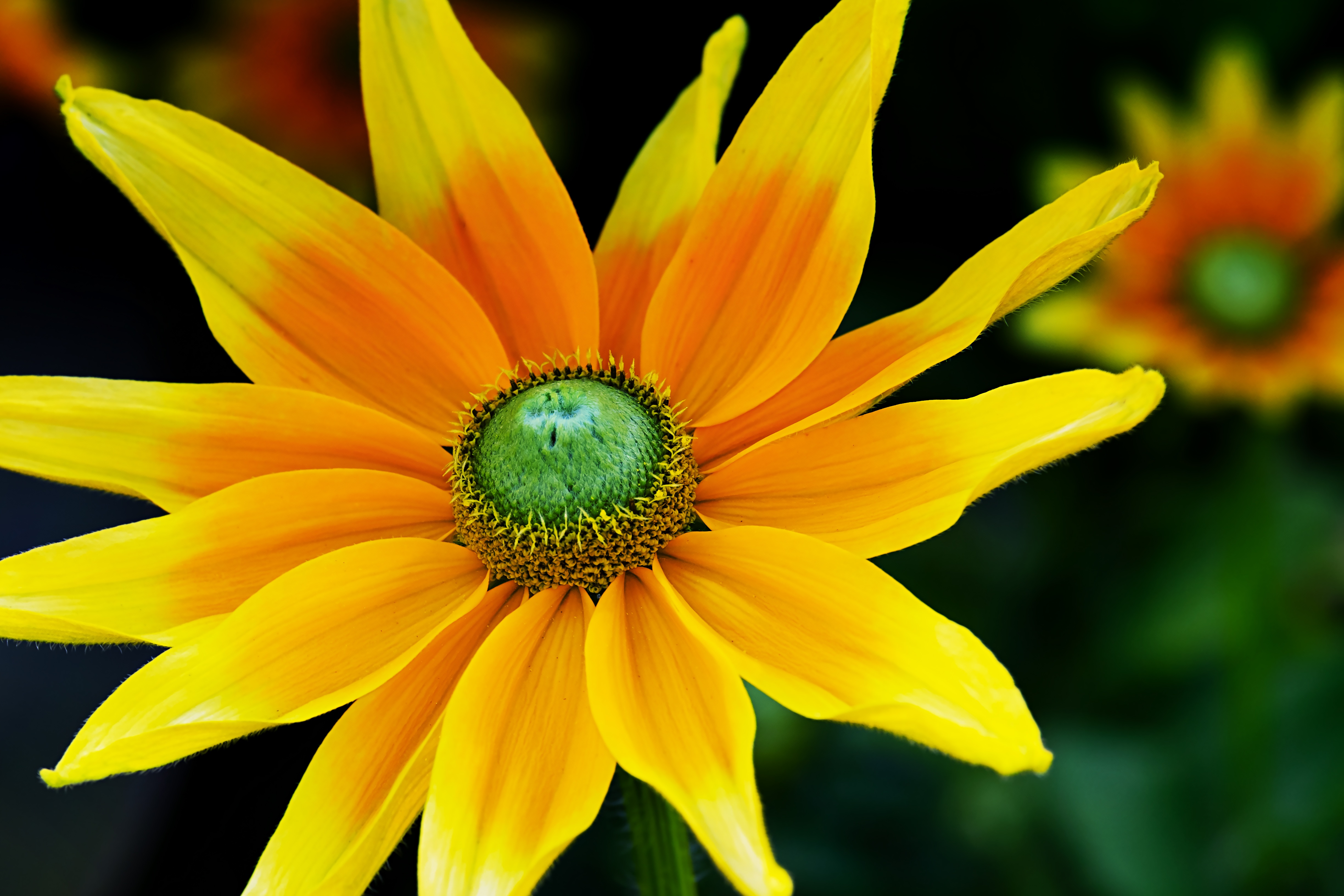 High Hat Rudbeckia Nidita Flower free image download