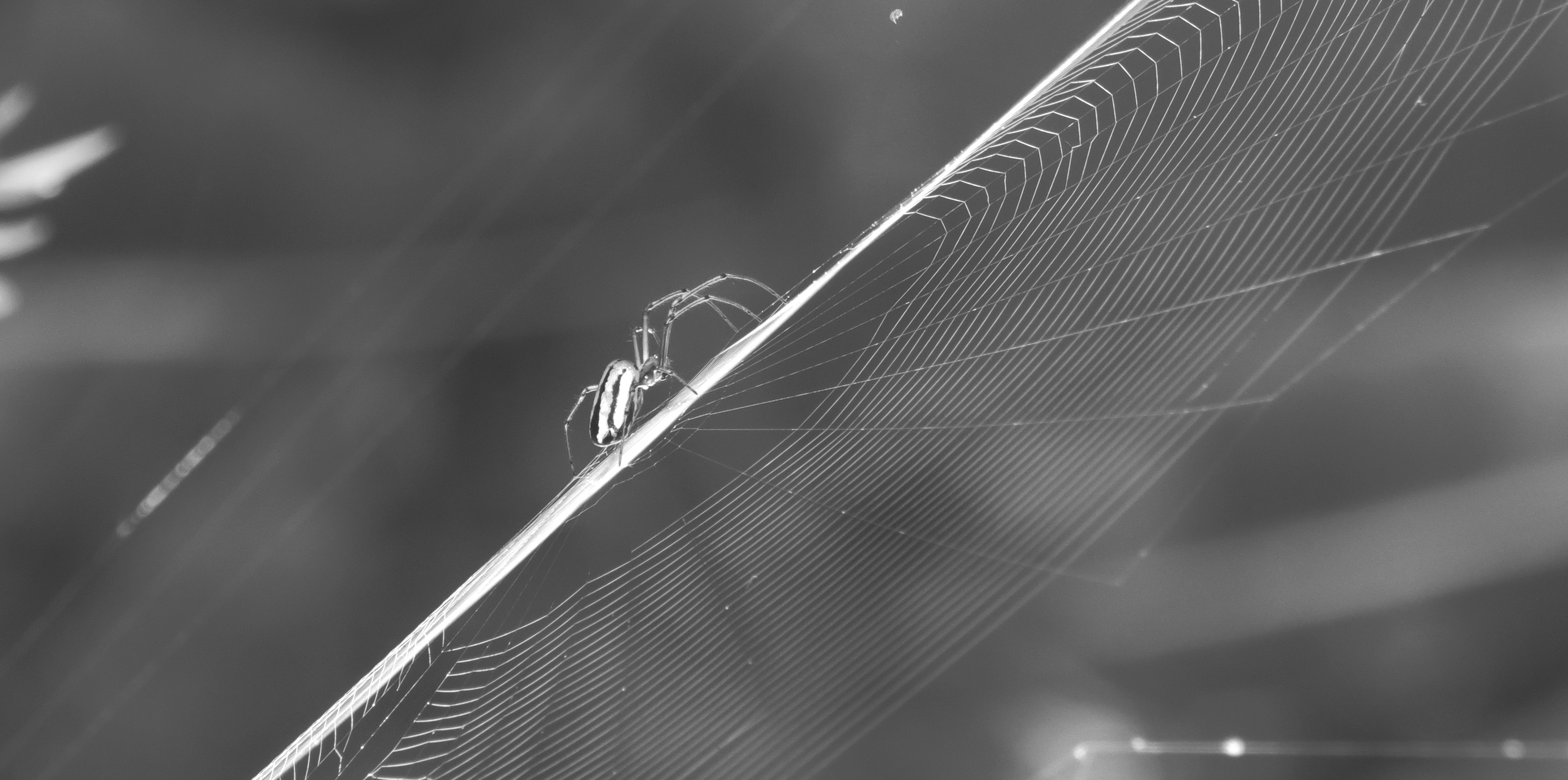 White spider free image download