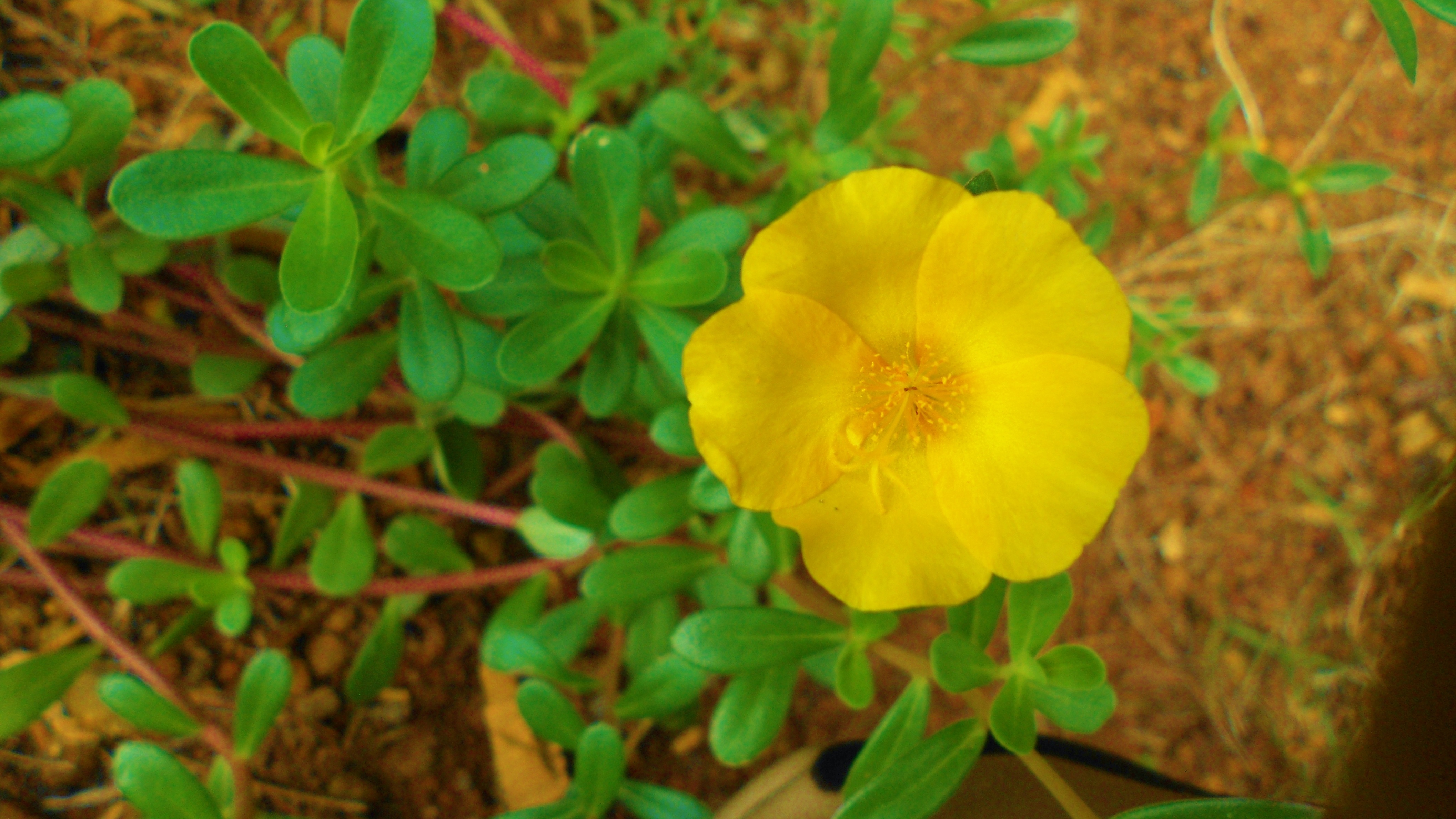 Mini yellow flower free image download