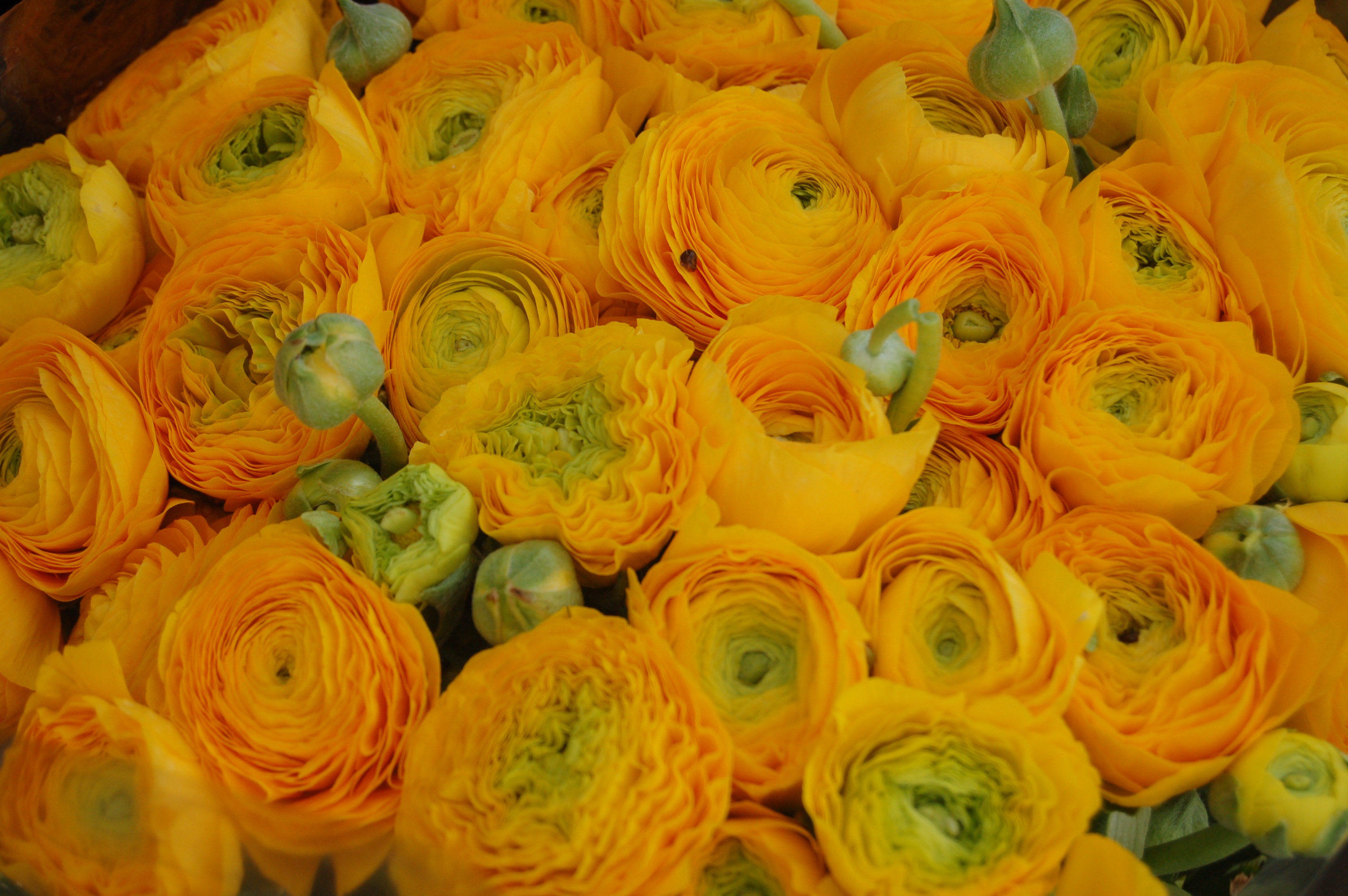 Wallpaper Yellow Color Flower free image download