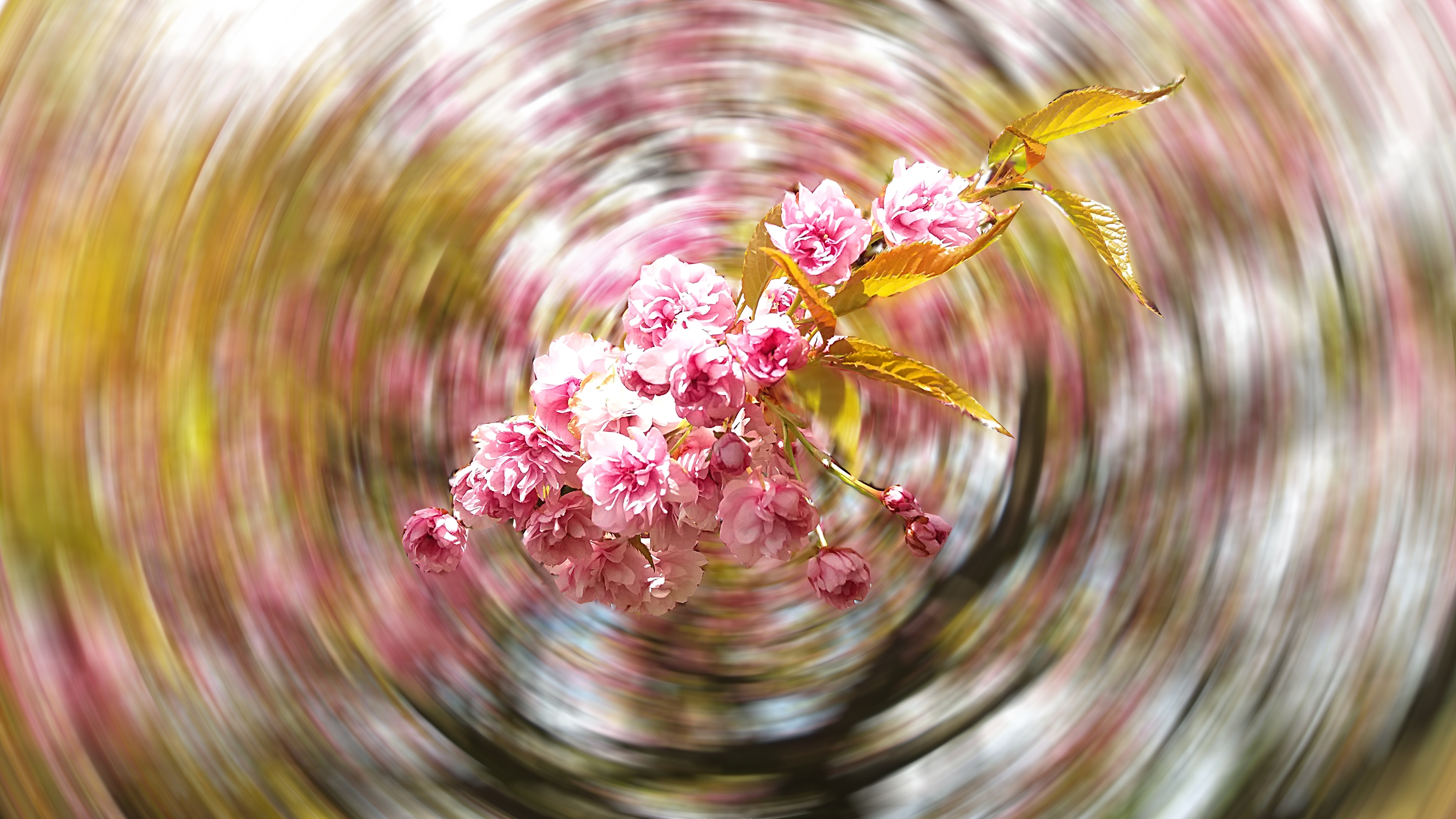 Nature Flower Alive free image download