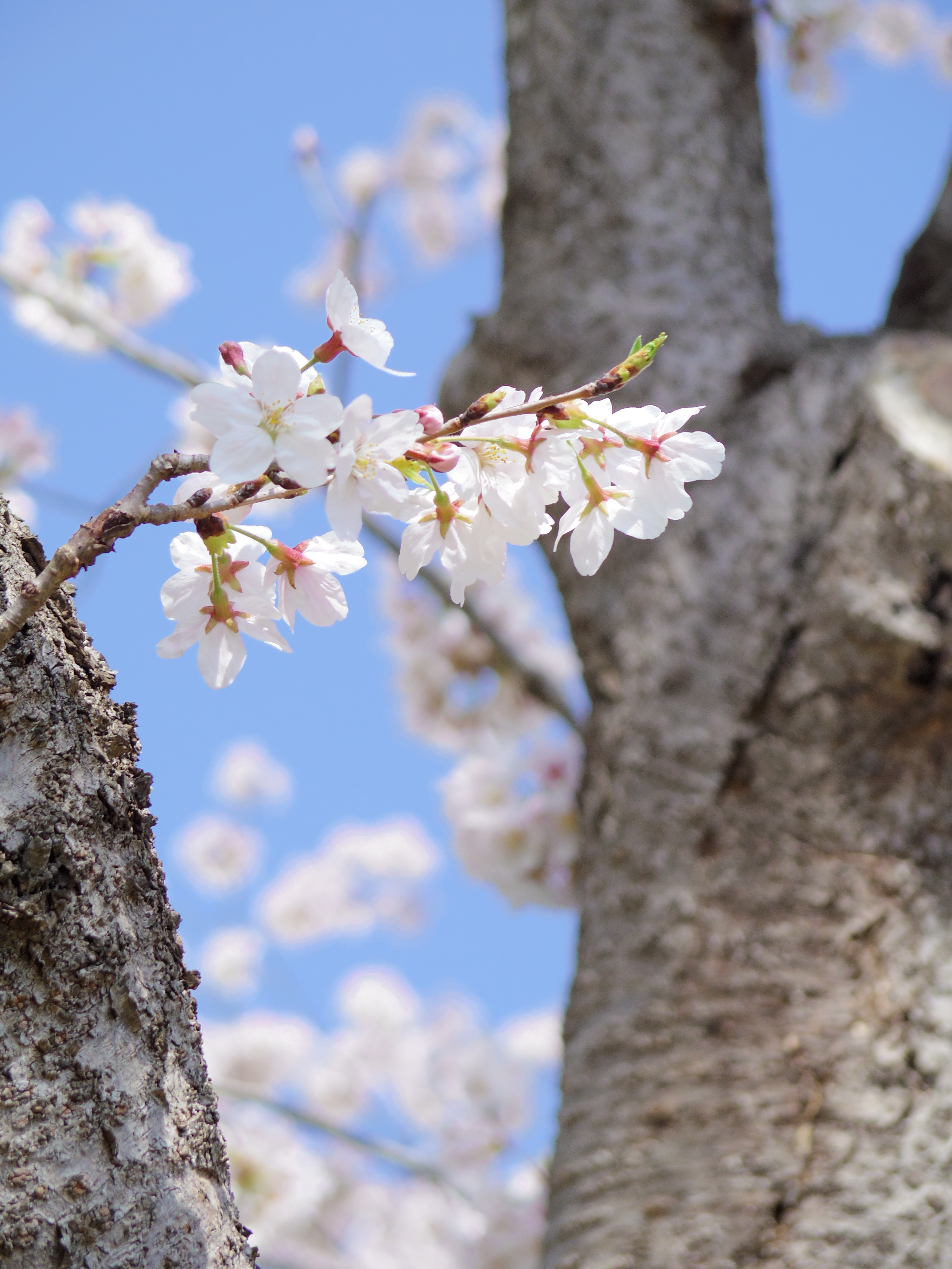 Cherry Blossoms Wood Natural free image download