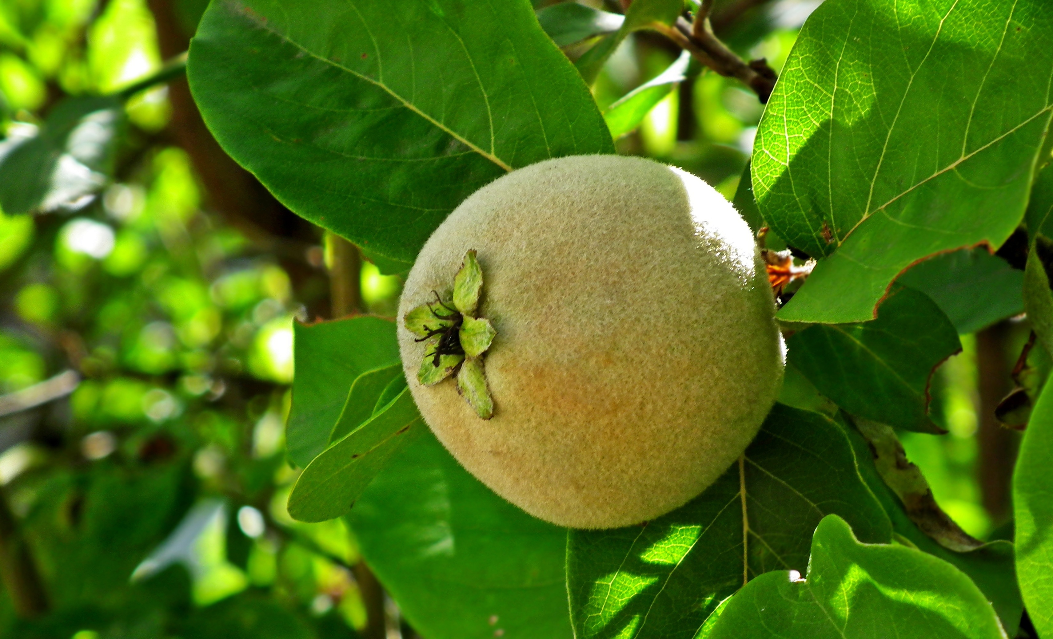 Fruit Quince Tree free image download