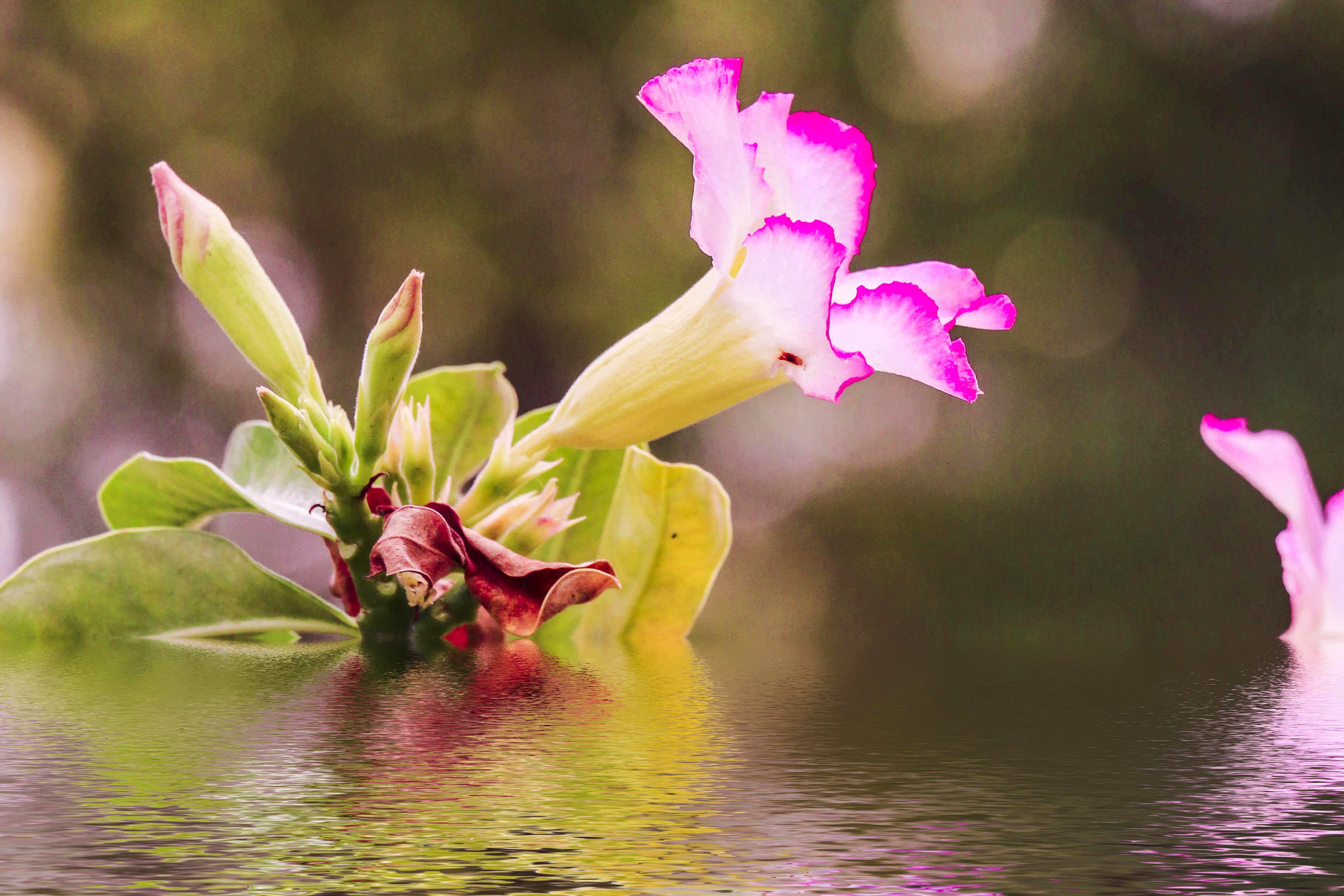 Flower Technology free image download