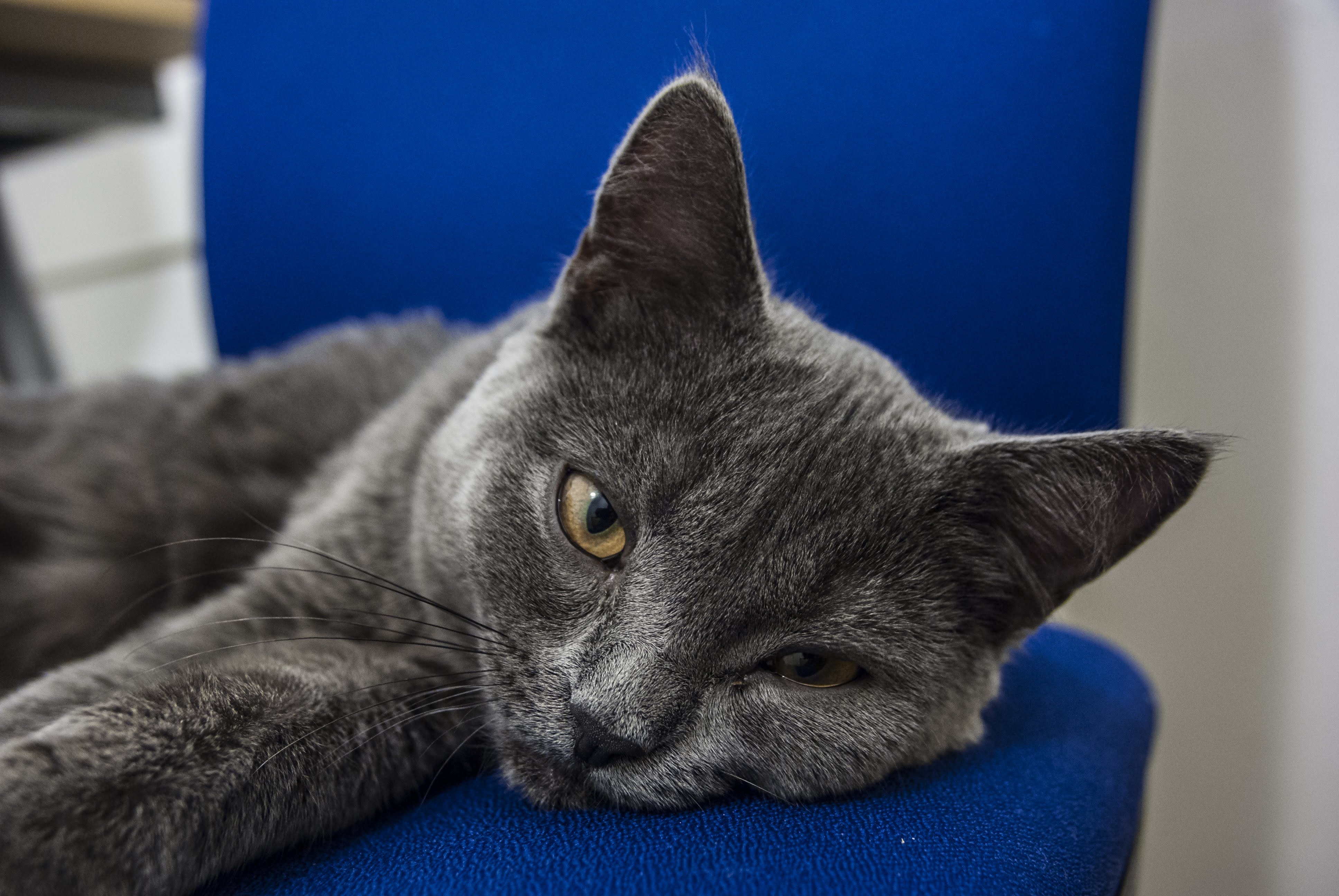 British Blue Cat Shorthair free image download