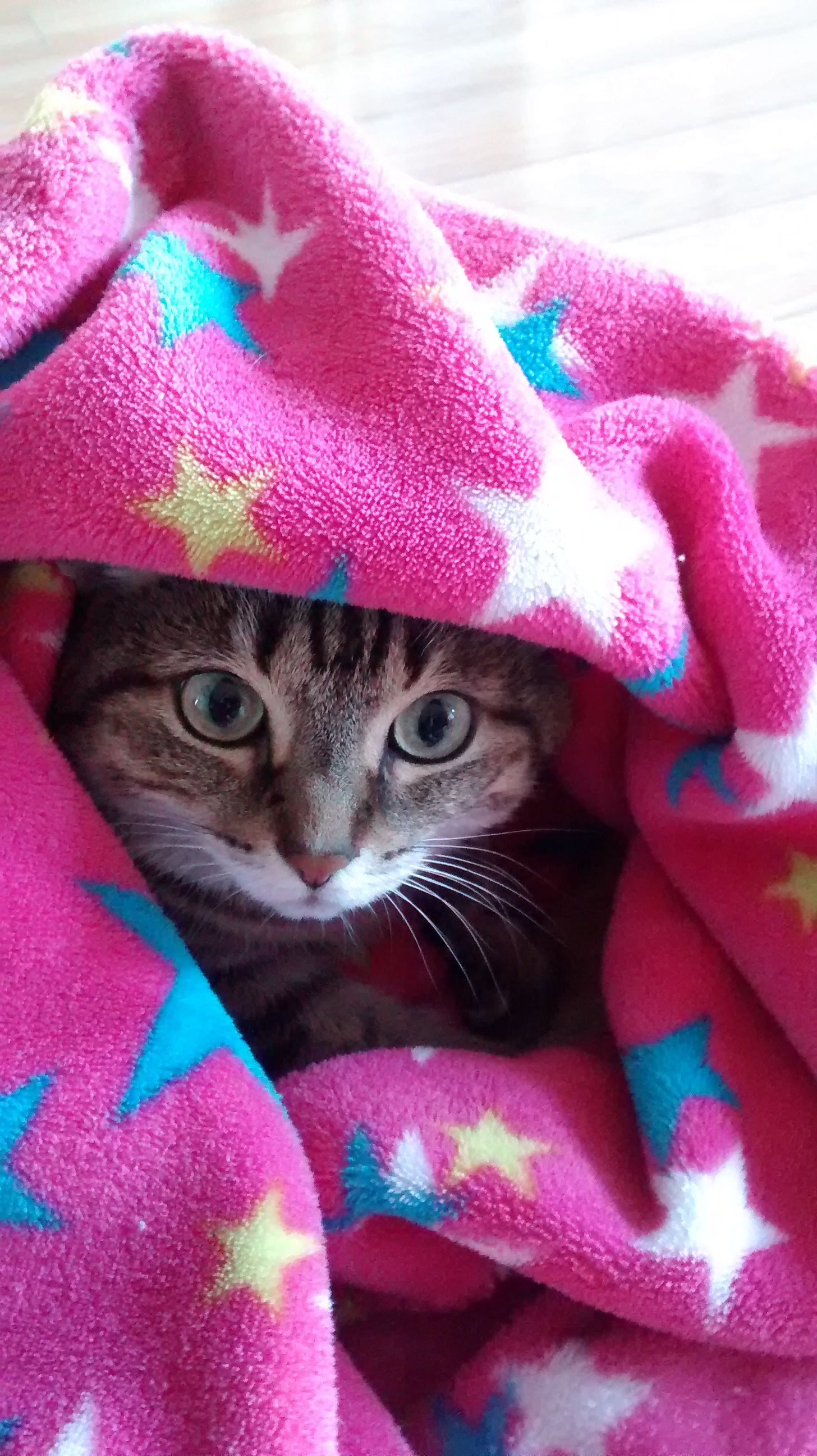 Cat Blanket Cute free image download