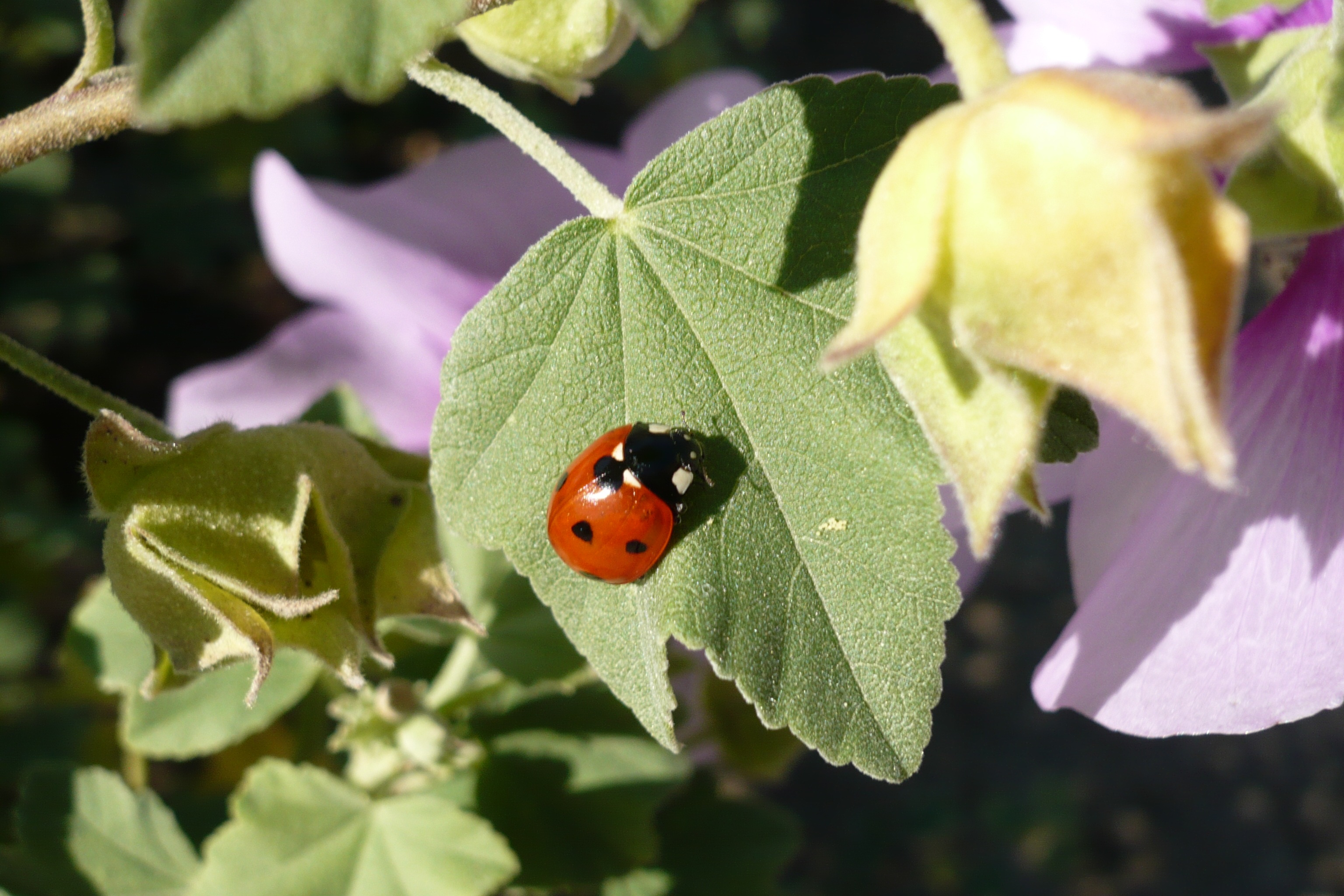 Ladybug Luck Insect Lucky free image download