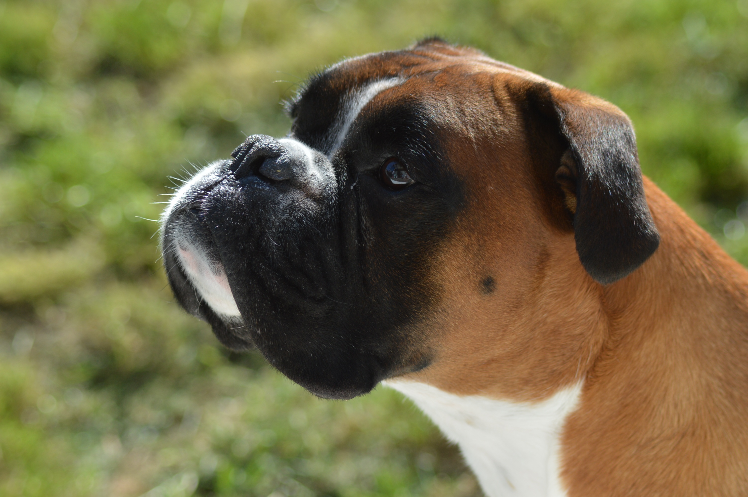 Boxer Dog free image download