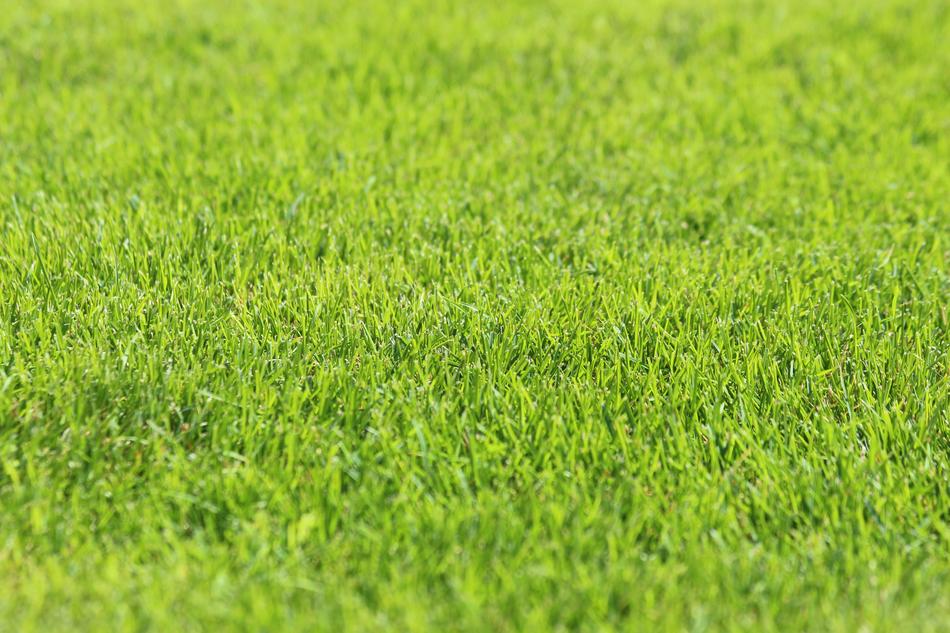 Green grass lawn free image download