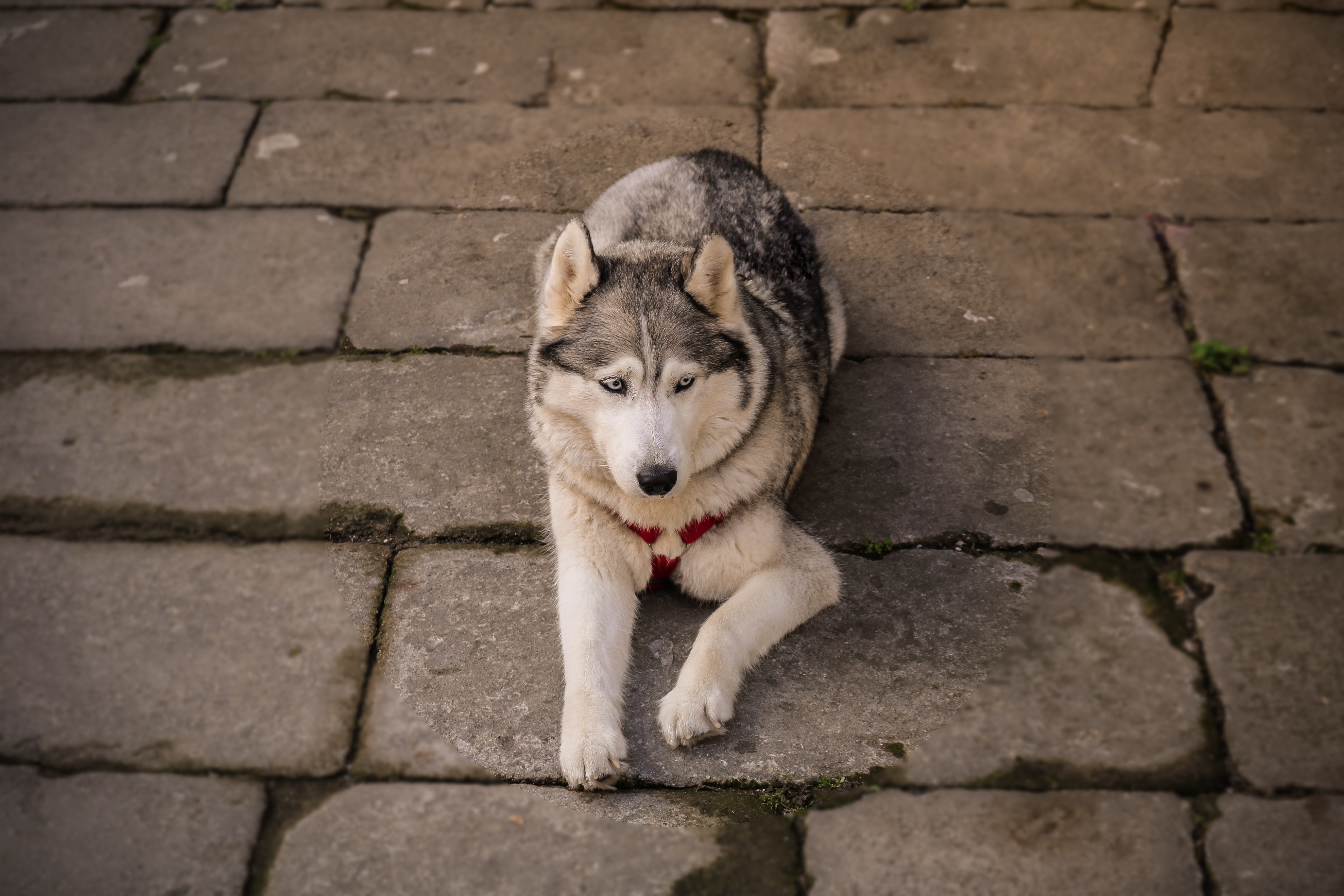 Husky dog on the street free image download