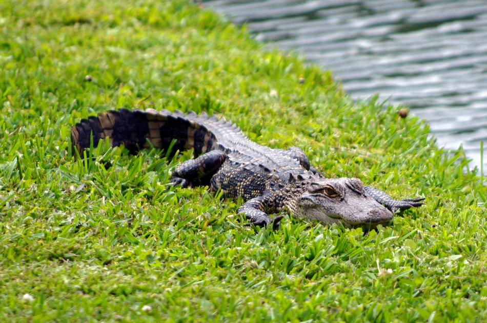 South Carolina Alligator free image download