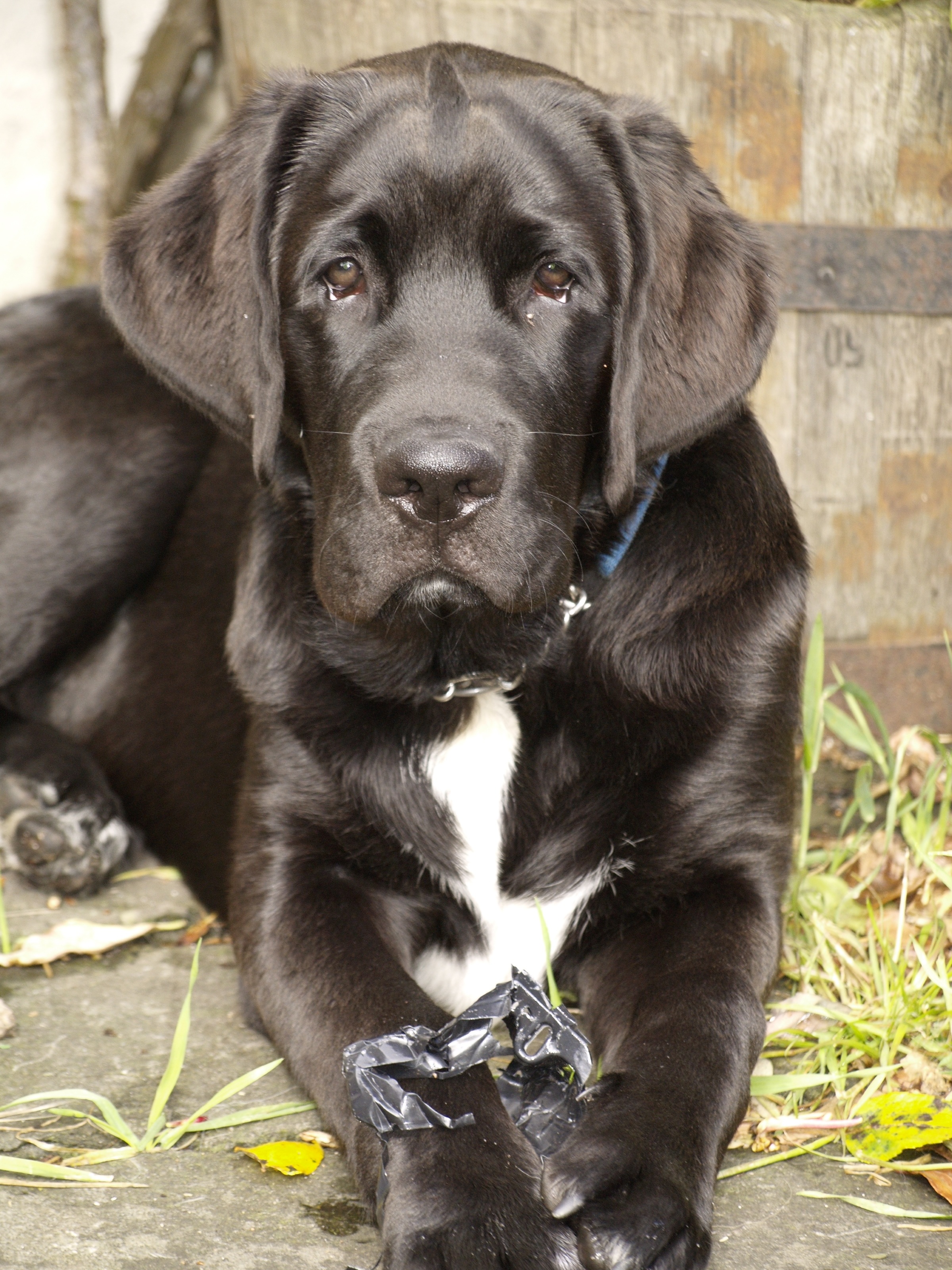 Black Dog Pet Portrait free image download