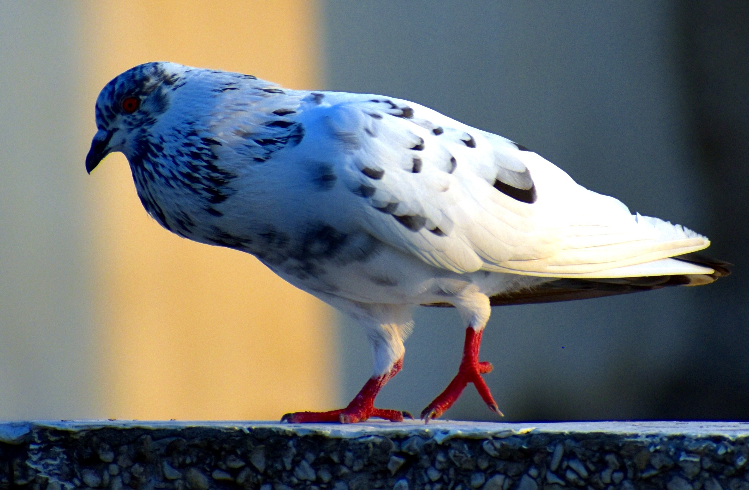 White Pigeon Bird Feral free image download