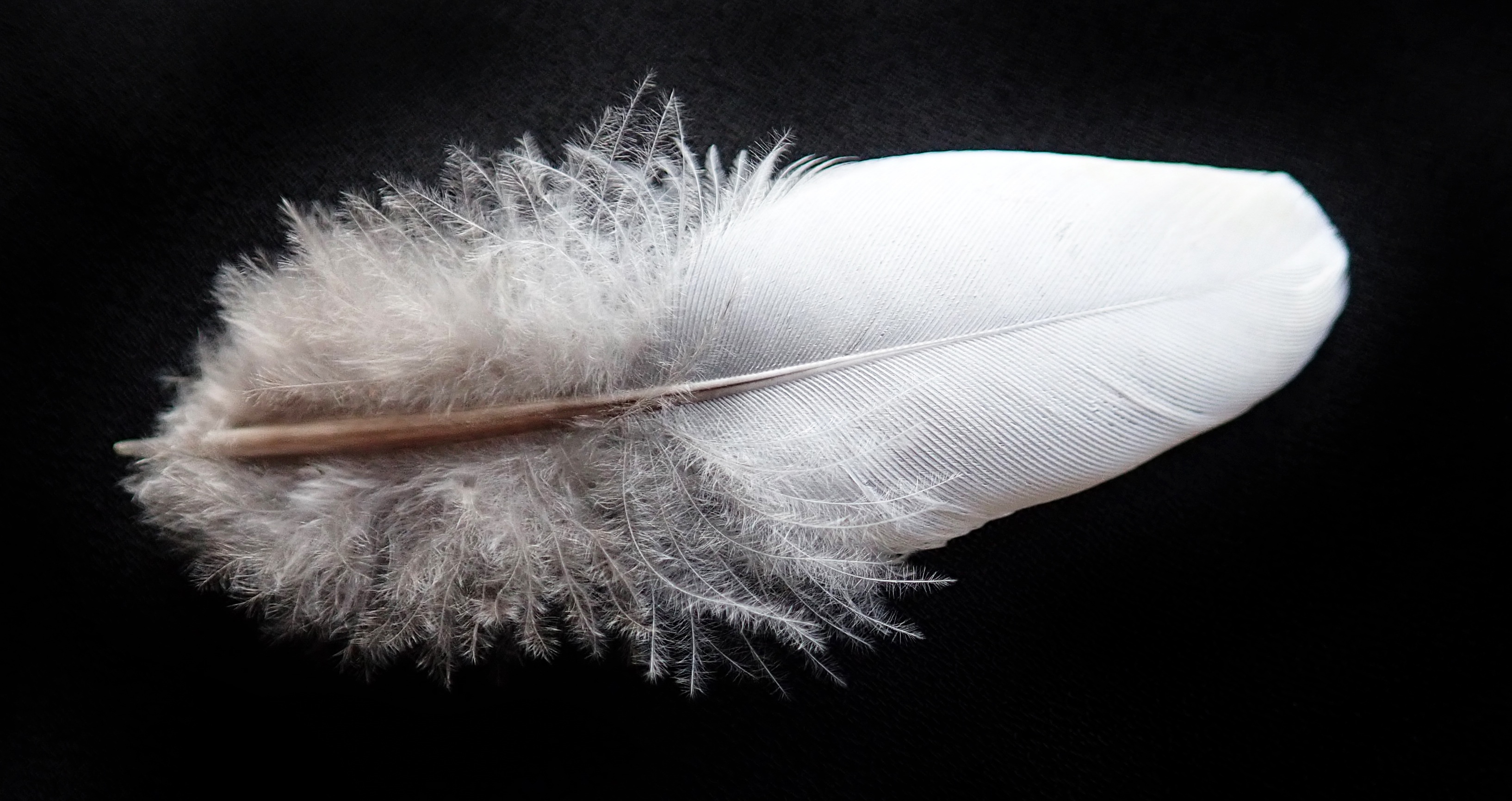 Feather Bird Downy free image download