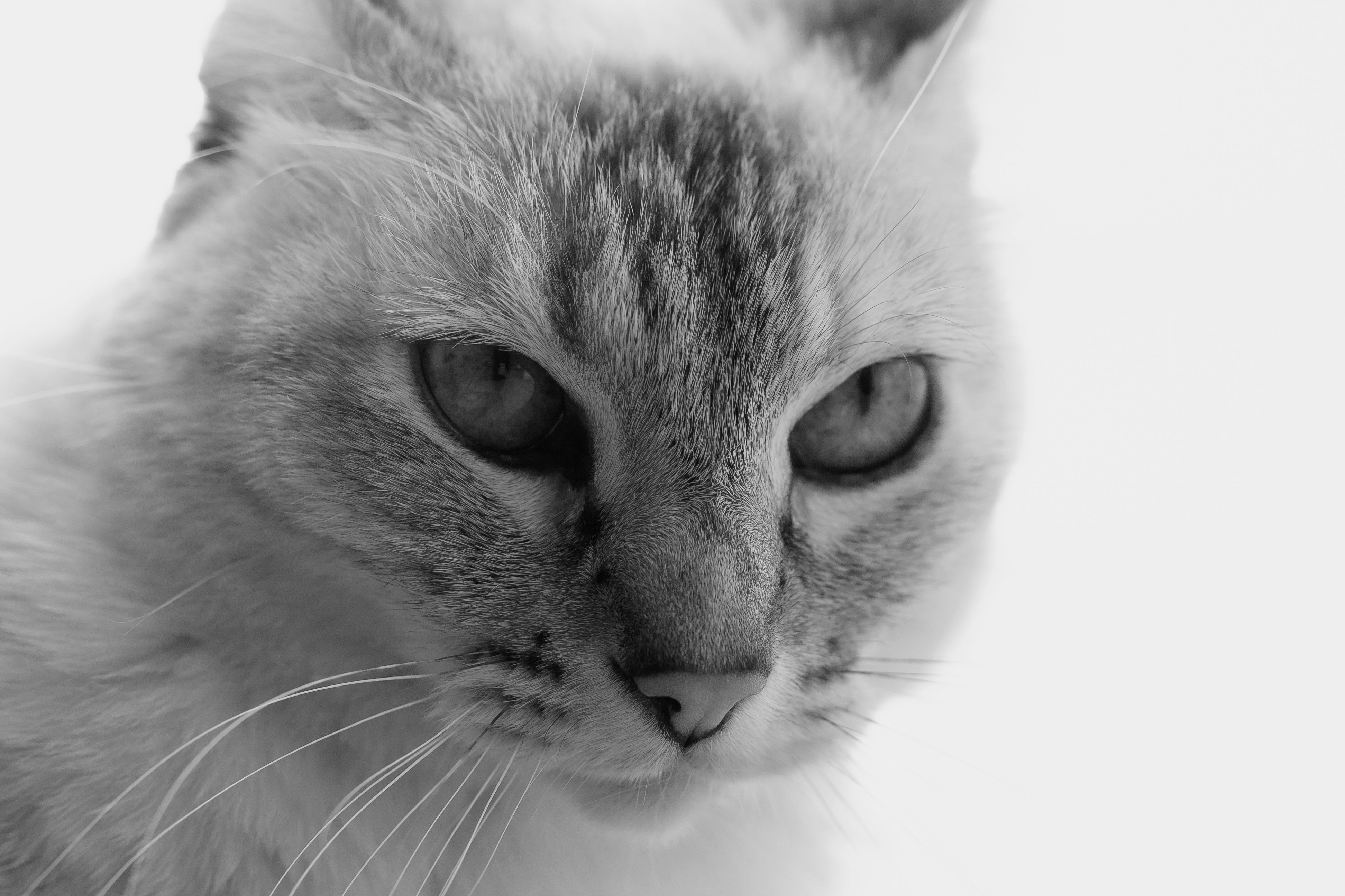 Gray cat face free image download