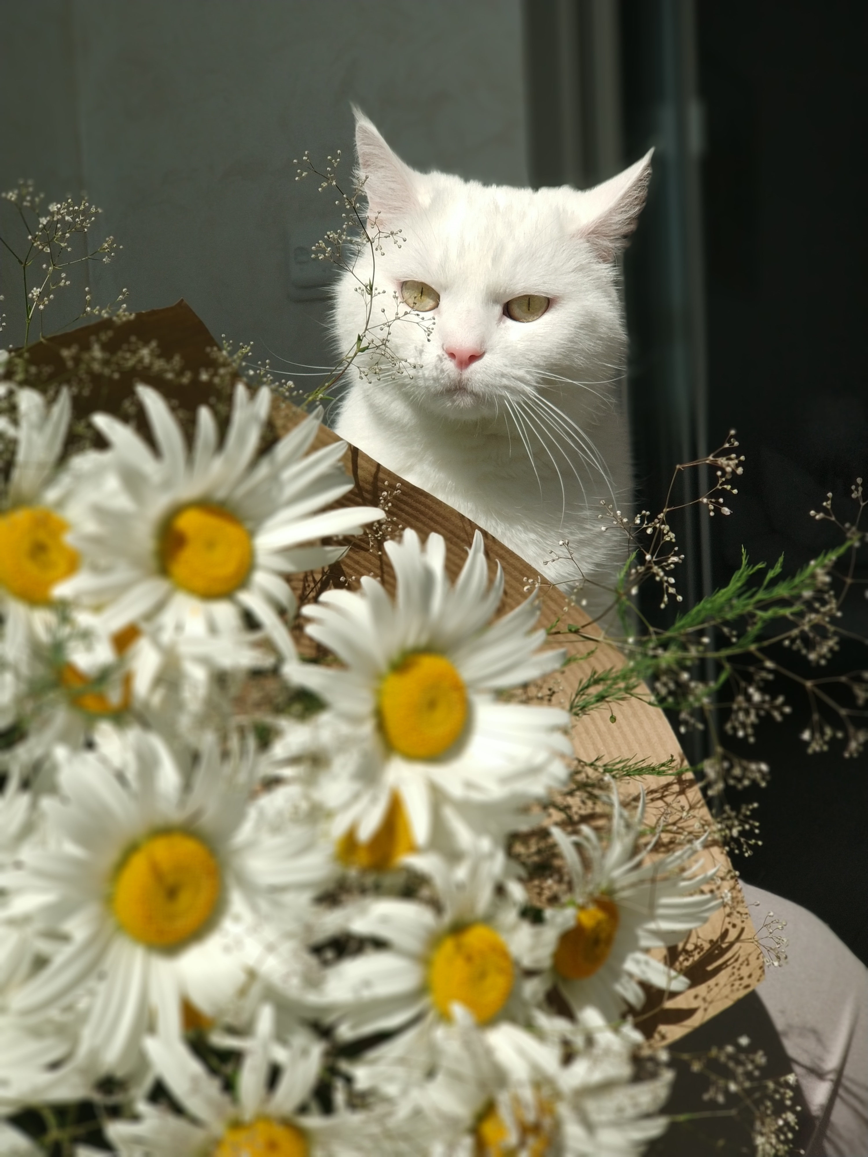 Cat Daisy free image download