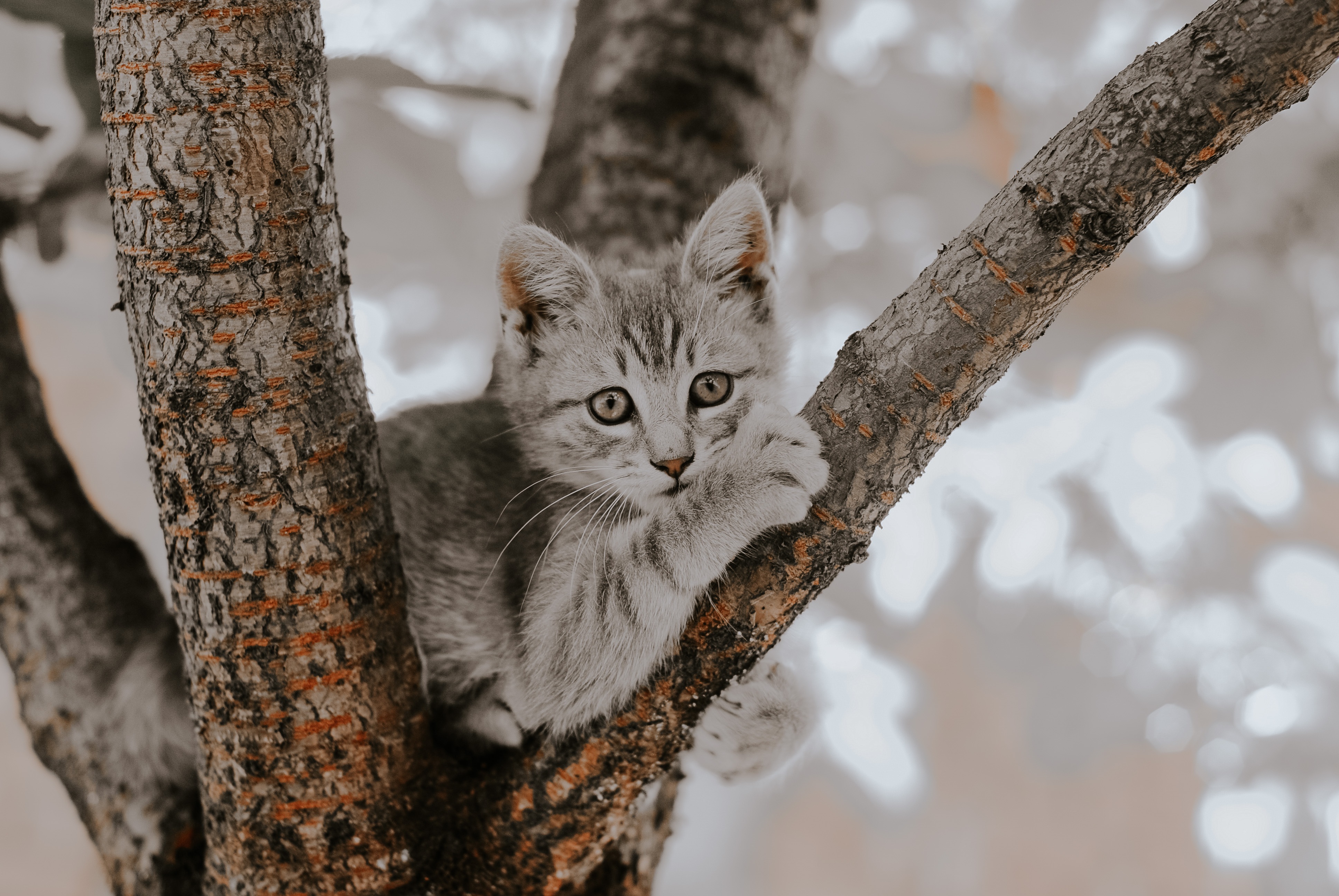 Gray cat in the trees free image download