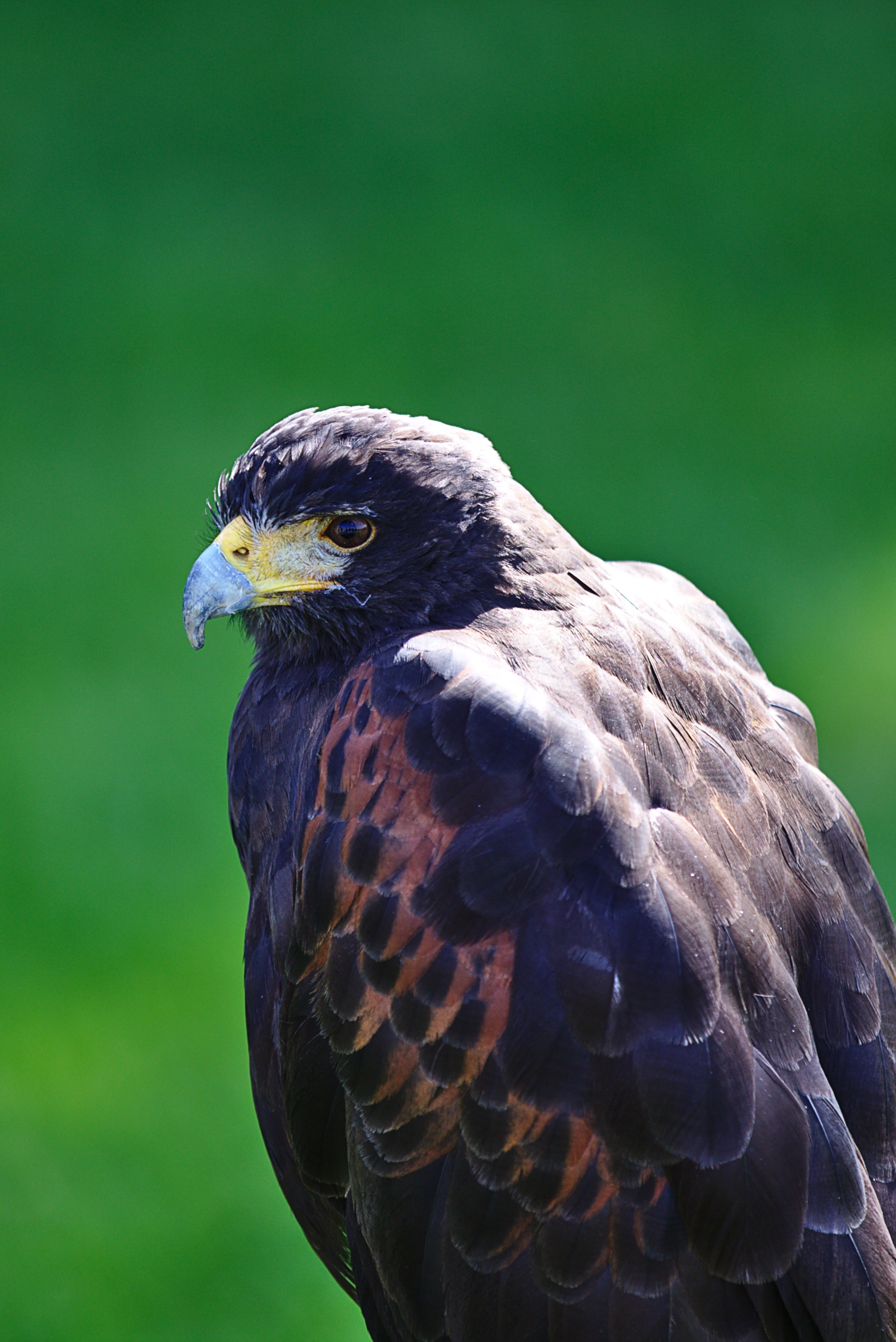 Great eagle in the green grass free image download