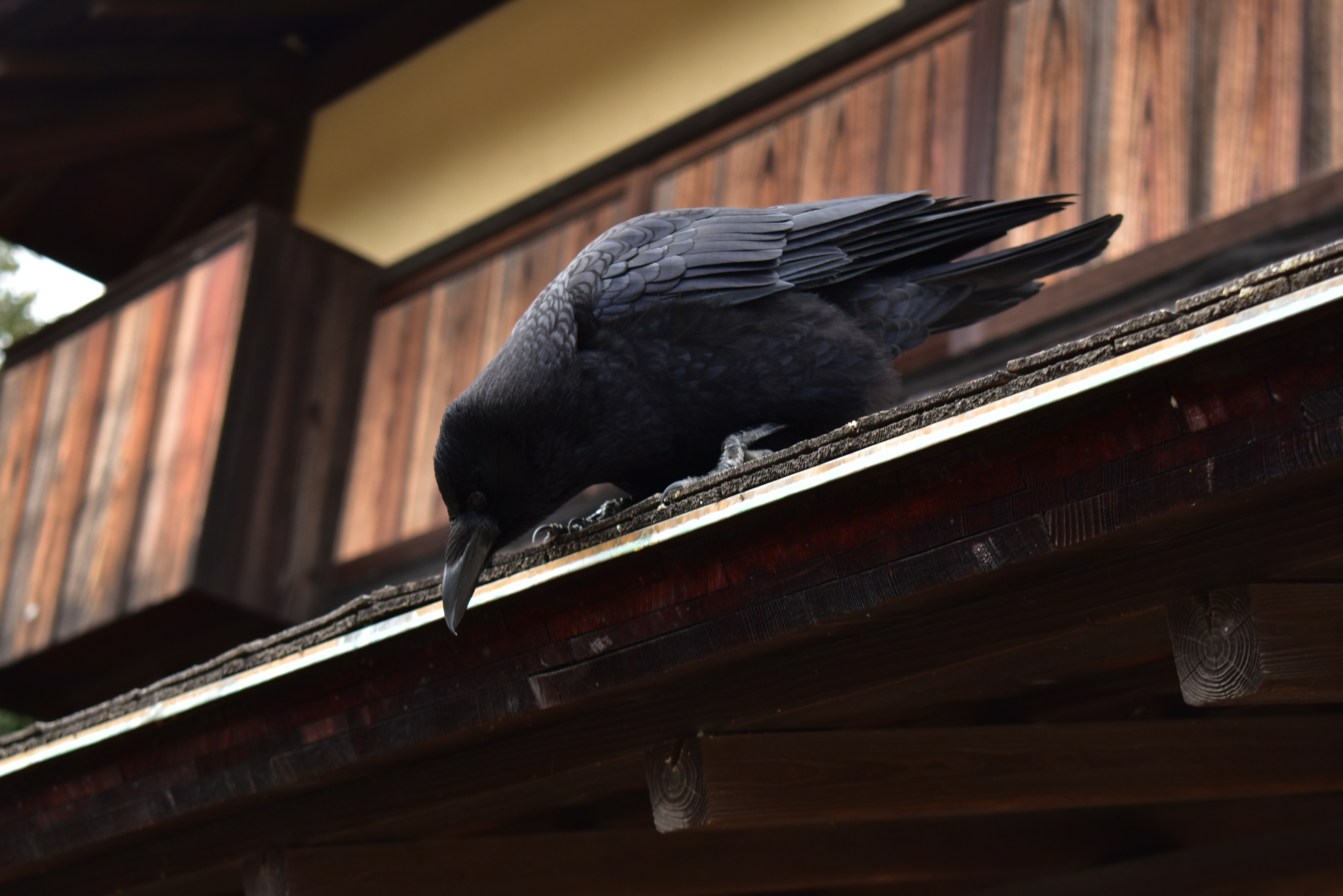 Black crow on the roof of the house free image download