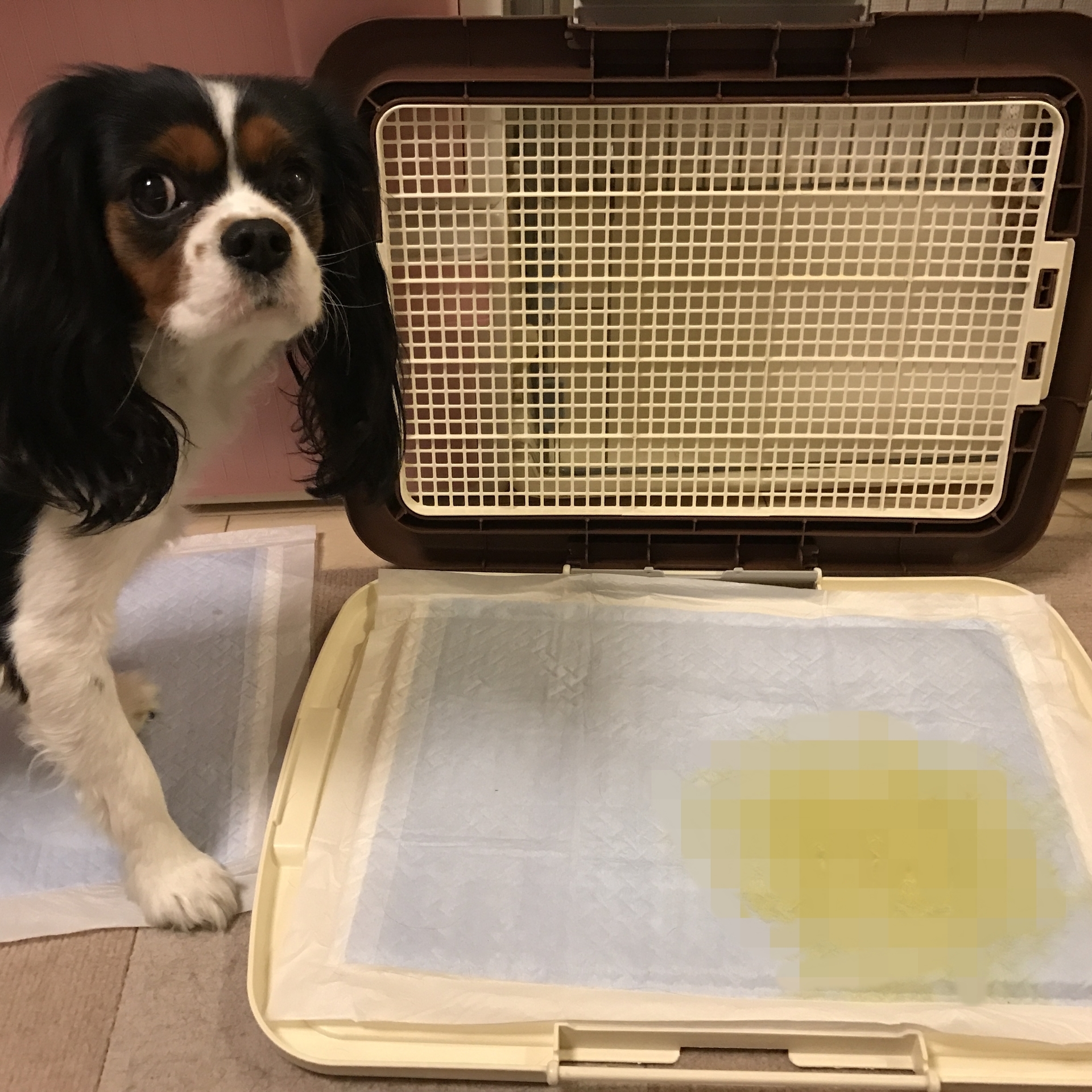 100+ EPIC Best 犬 おしっこ 黄色い 画像動物フリー