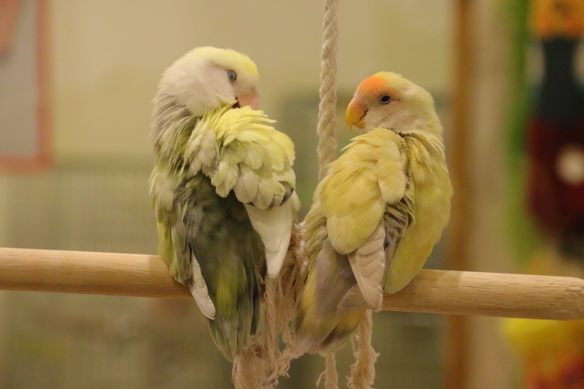 コザクラインコの発情期が多い場合は抑制することも必要です│ぴよため