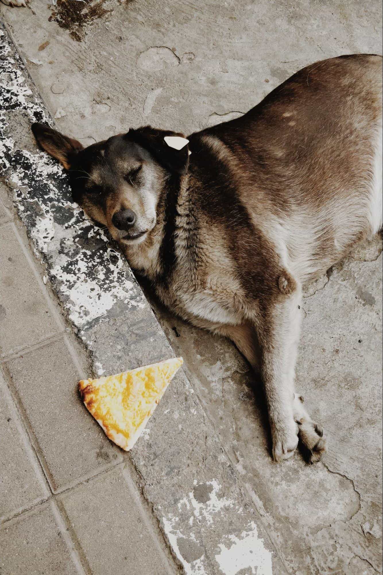 Can Dogs Die From Pizza