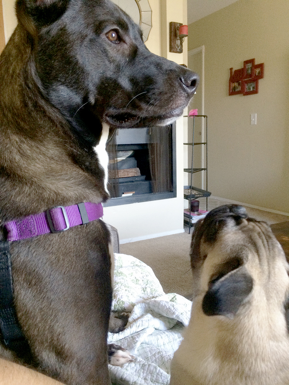 How to Sign Up to be a Dog Sitter on Rover