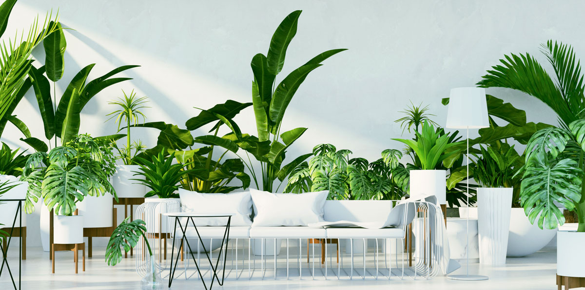 Do you know the best and cheap nursery in Islamabad ? ETree Pakistan