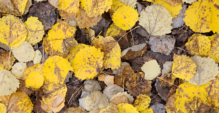 PowerKnowledge Life Science