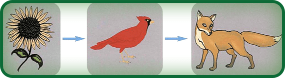Food Chains and Food Webs PowerKnowledge Life Science